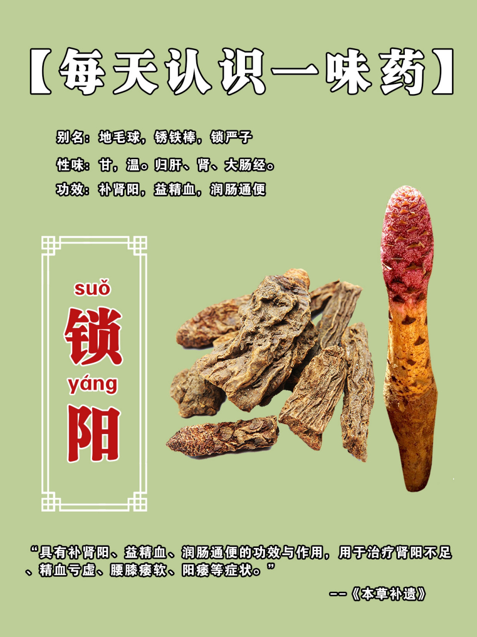 每天认识一味中药【锁阳】