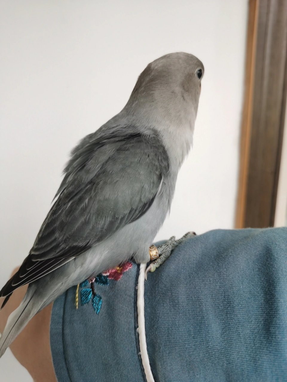 牡丹鹦鹉 坐标太原,水墨画一样颜色的小墨闪,满满的高级感!