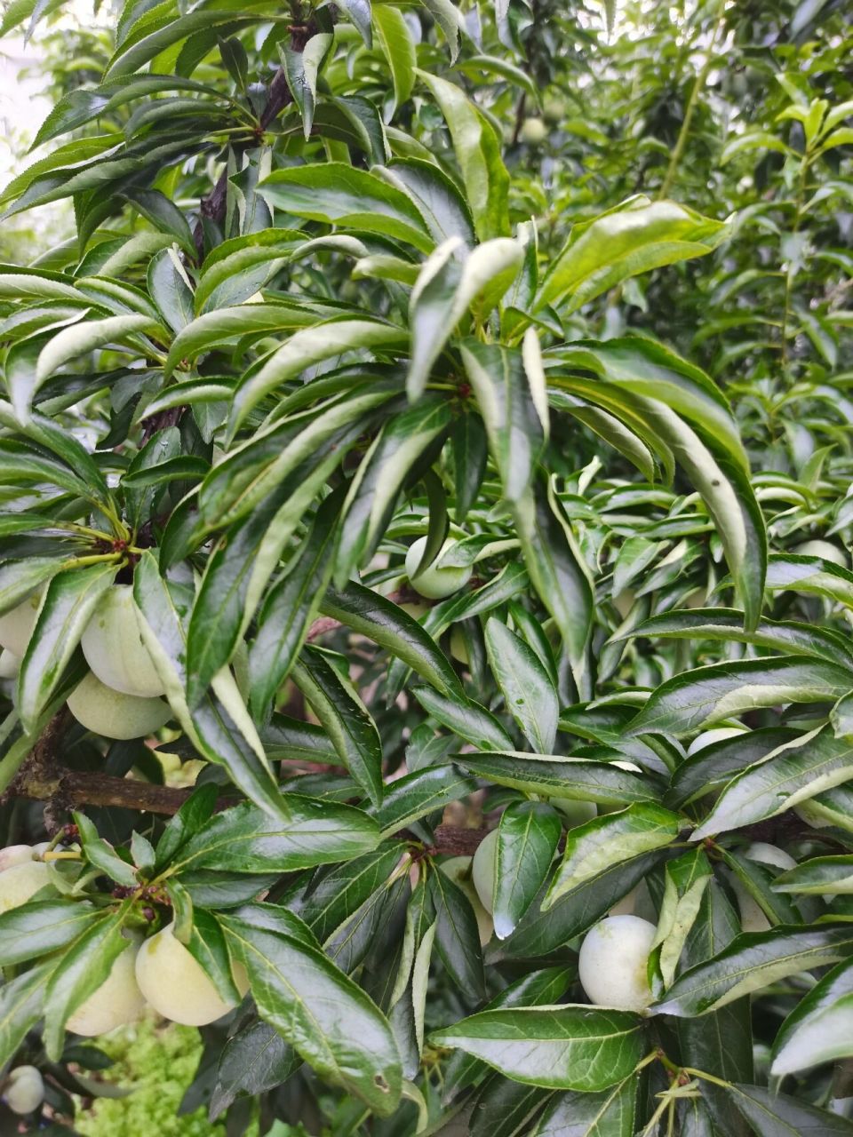 我家乡的沿河空心李,真的非常好吃,很甜又脆,不像其他李子是酸的 软了