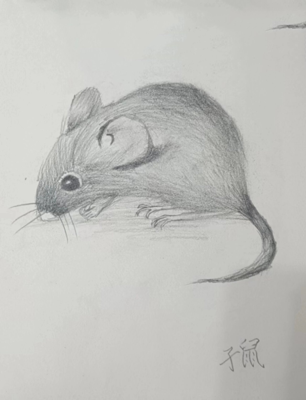 素描小老鼠@圈圈悟一的动态
