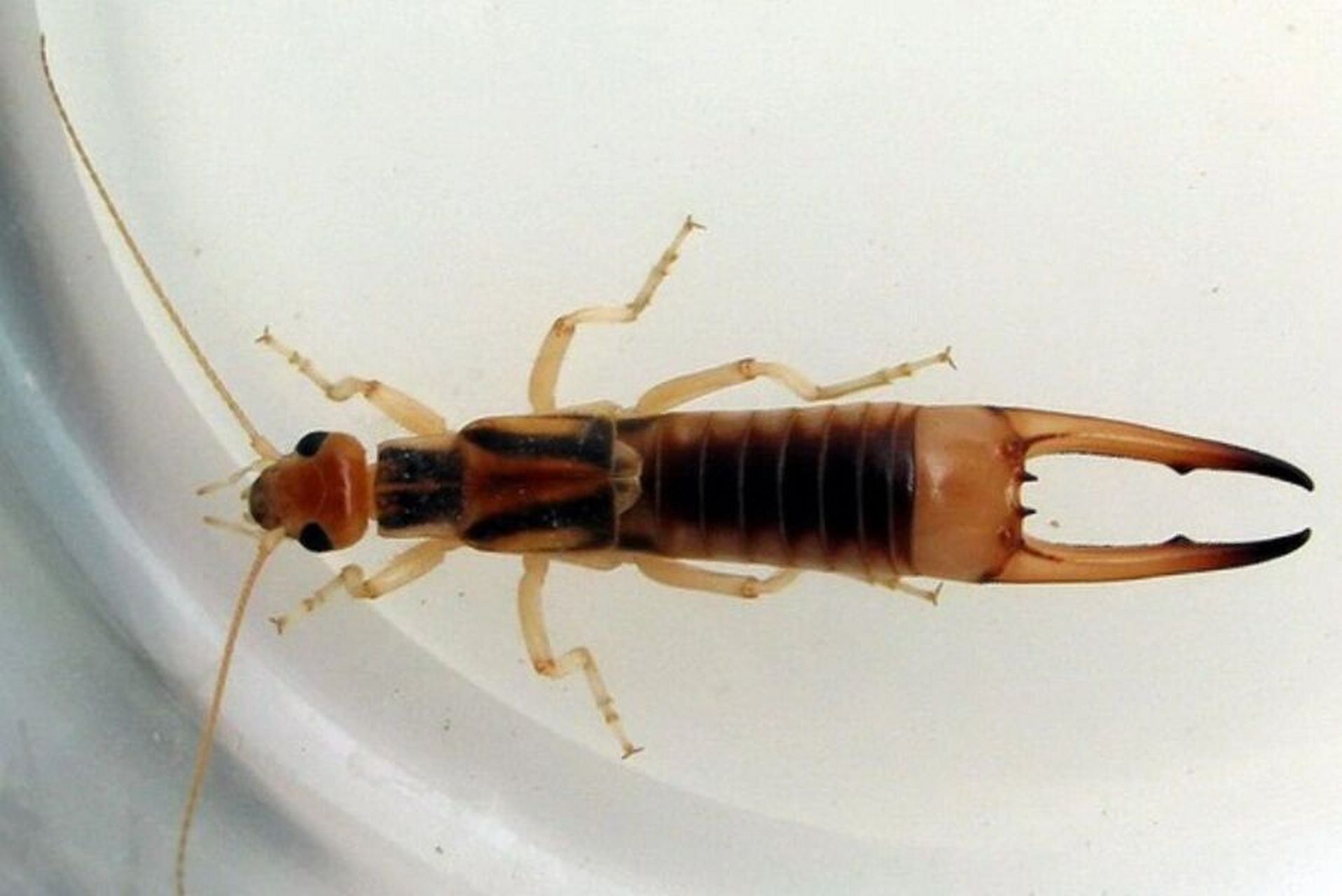 每日一虫~ 蠼螋 目:革翅目 学名:蠼螋 科属:蠼螋科 拉丁名:earwig