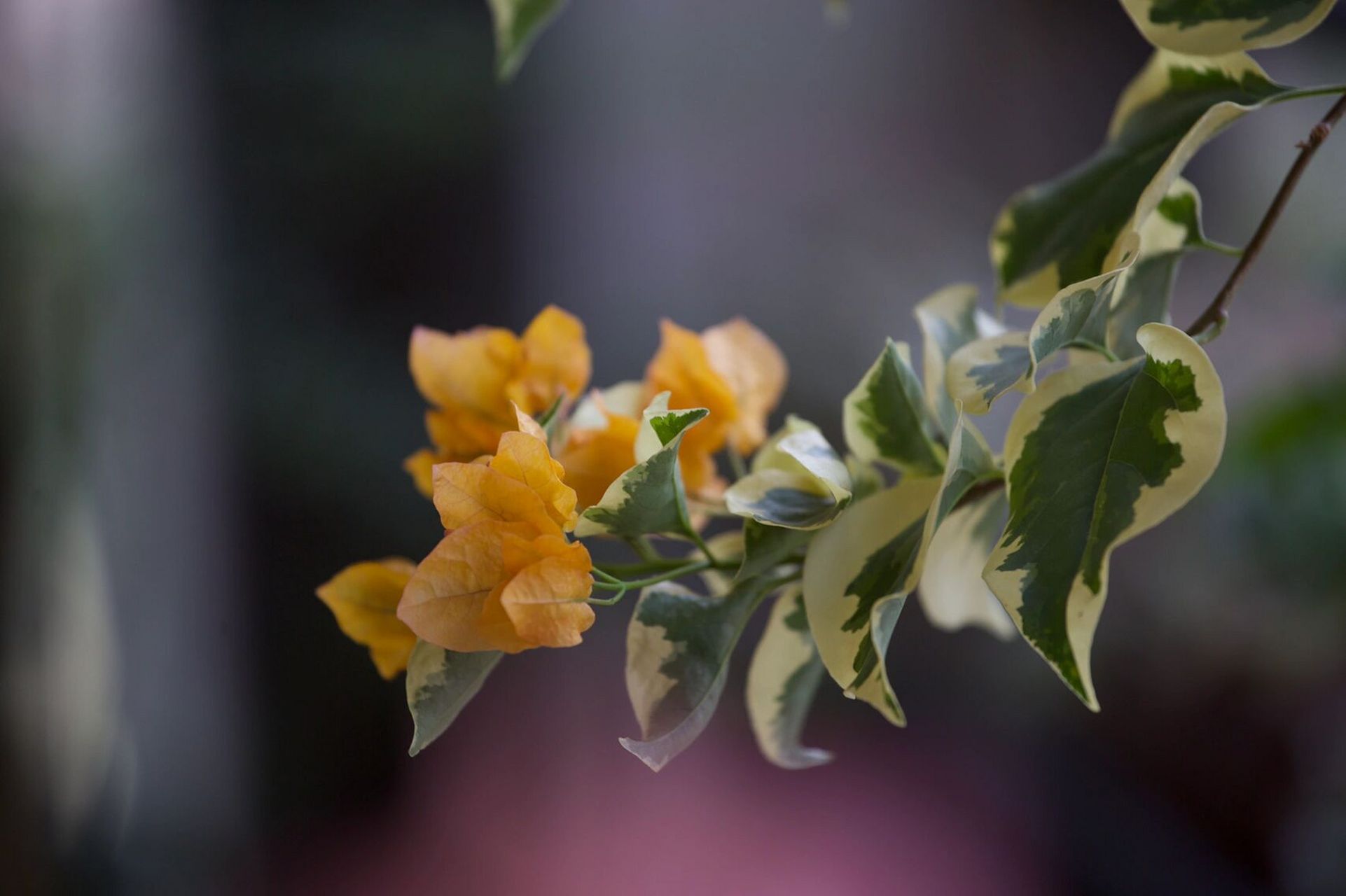 三角梅|黎明三角洲,初开已惊艳 黎明三角洲,惊艳的名字,带着高冷与