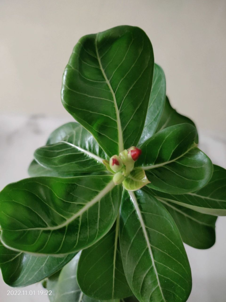 家里的绿巨人跟红掌同时开花啦 它俩虽然颜色一红一白,但是有一点是真