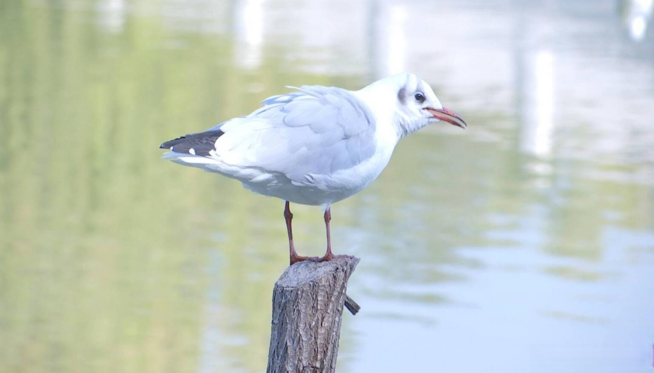 现在每当进入春秋两季,银川市的湖泊湿地就会迎来众多候鸟驻足,为