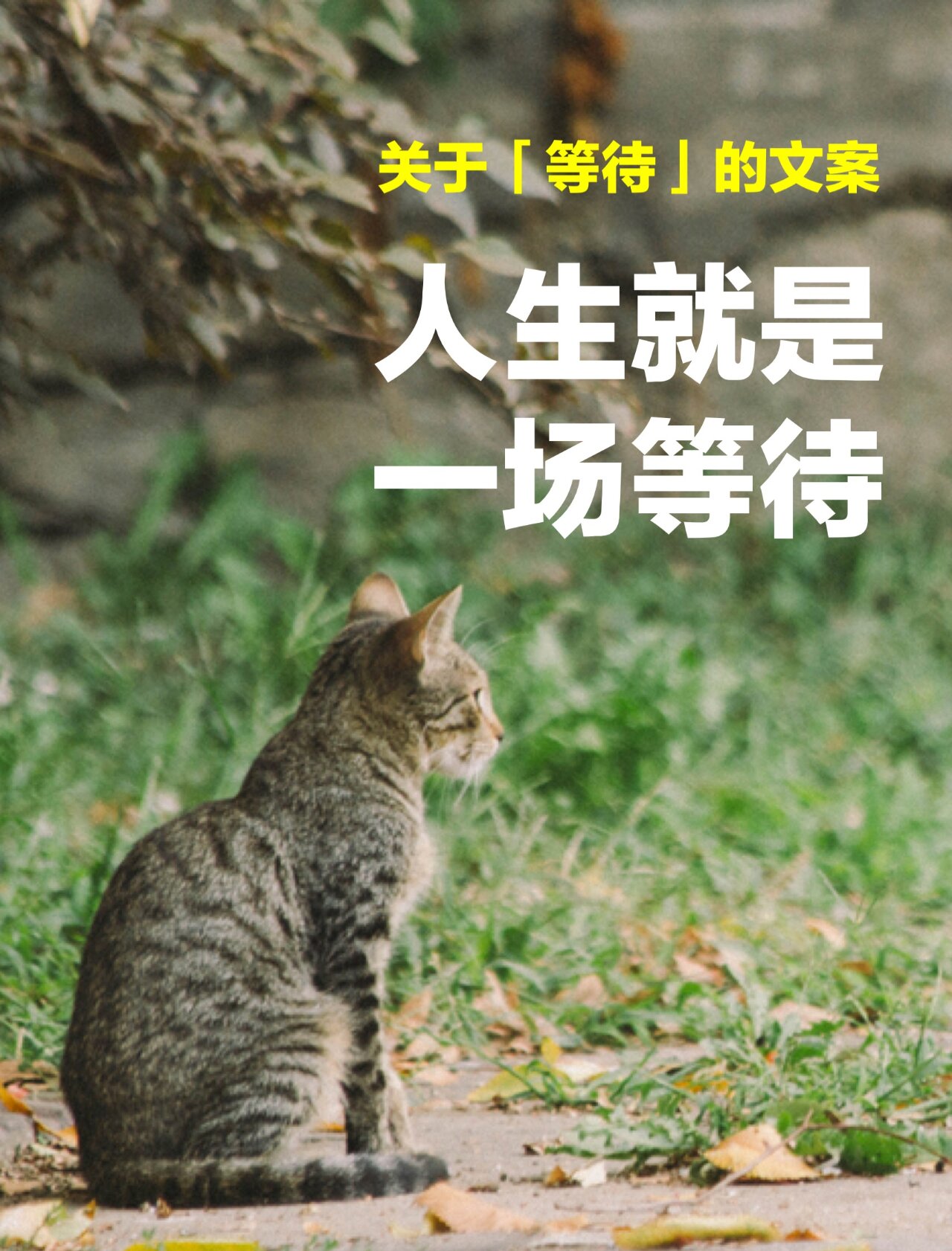 人生就是一场等待 关于等待怎么写