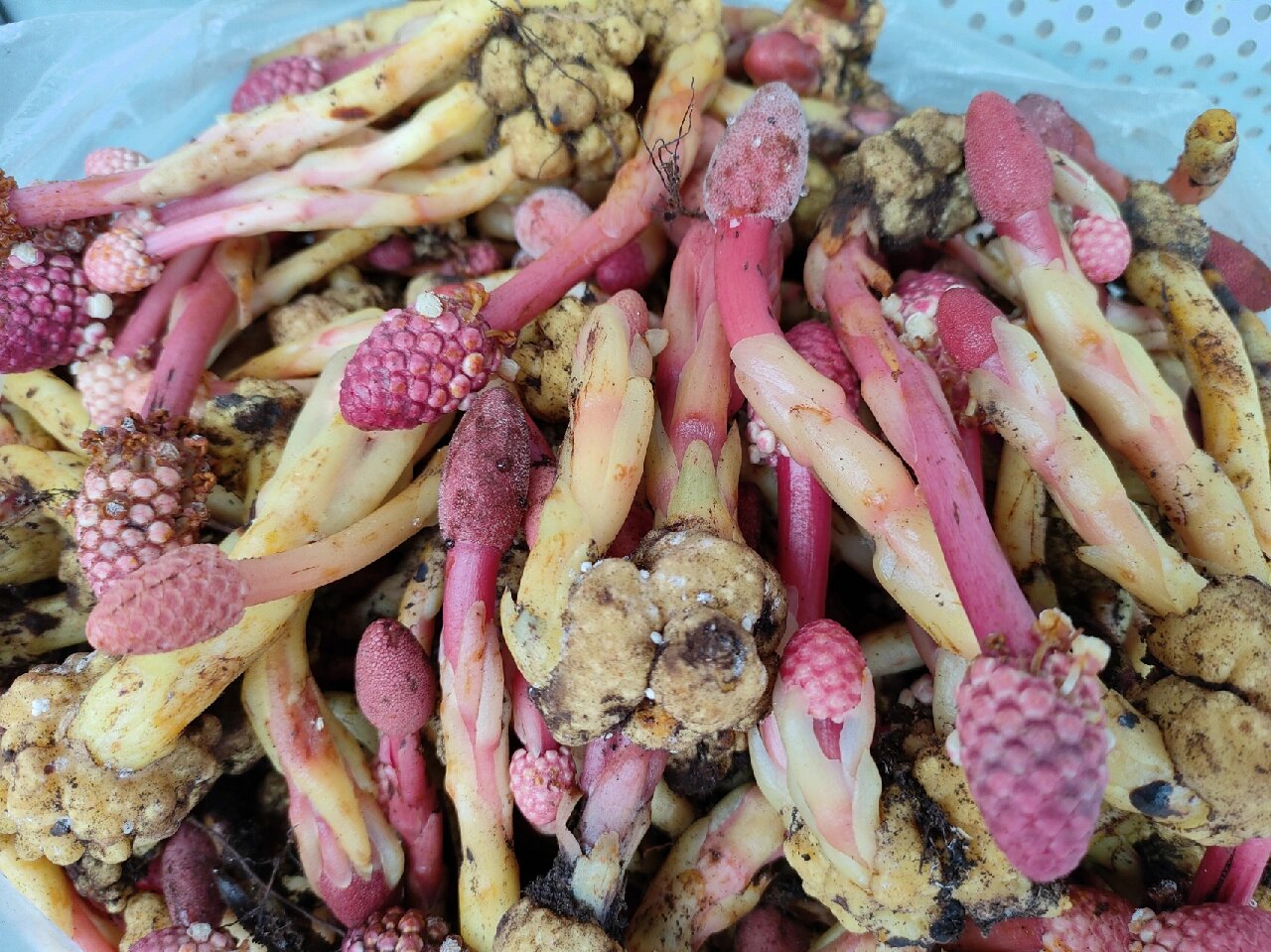 首先鹿仙草性凉,能清里热而且能入血分,达到凉血止血的功效.