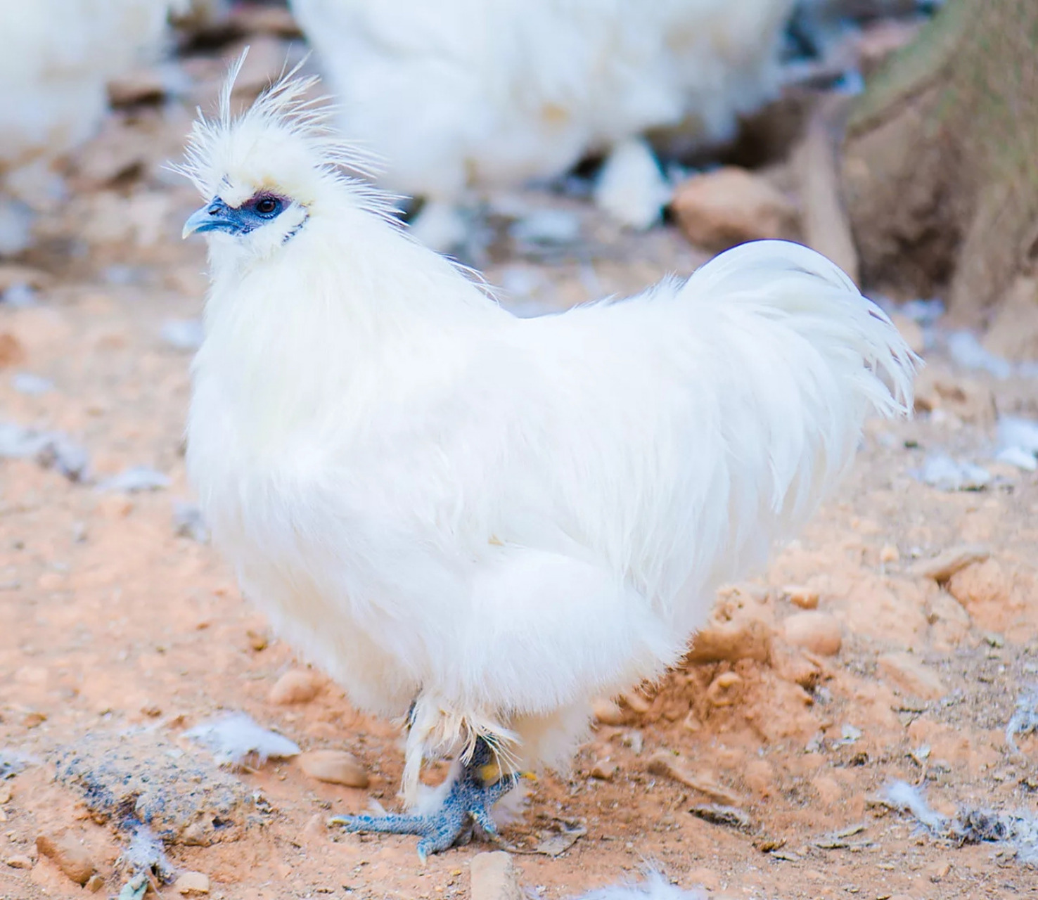 江西省特产 - 泰和乌鸡 泰和乌鸡入药有益肾养阴,壮阳补气之功能,并能