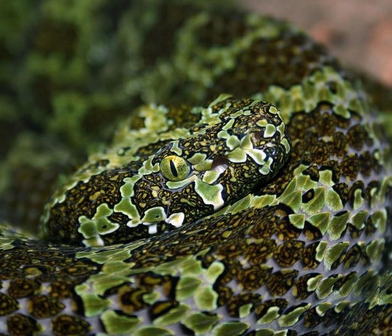 莽山烙铁头蛇mangshan pit viper mangshan pit viper(protobothrops