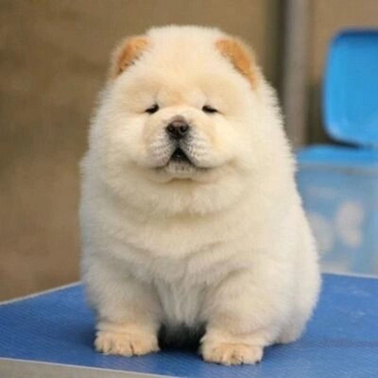 松狮幼犬纯种活体面包嘴奶白色黑色大型宠物狗赛级家养松狮犬幼崽