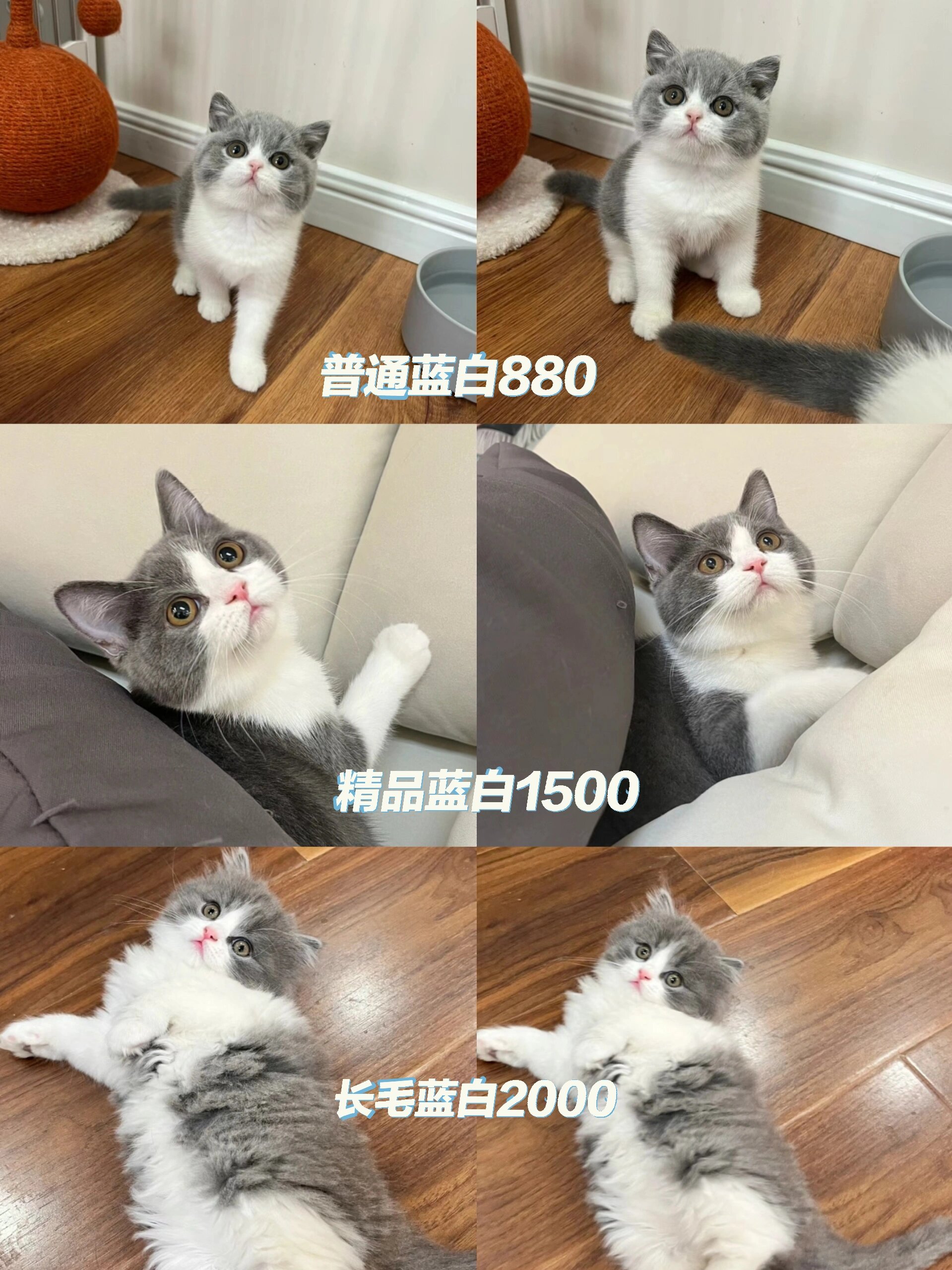 蓝白长毛猫价位图片