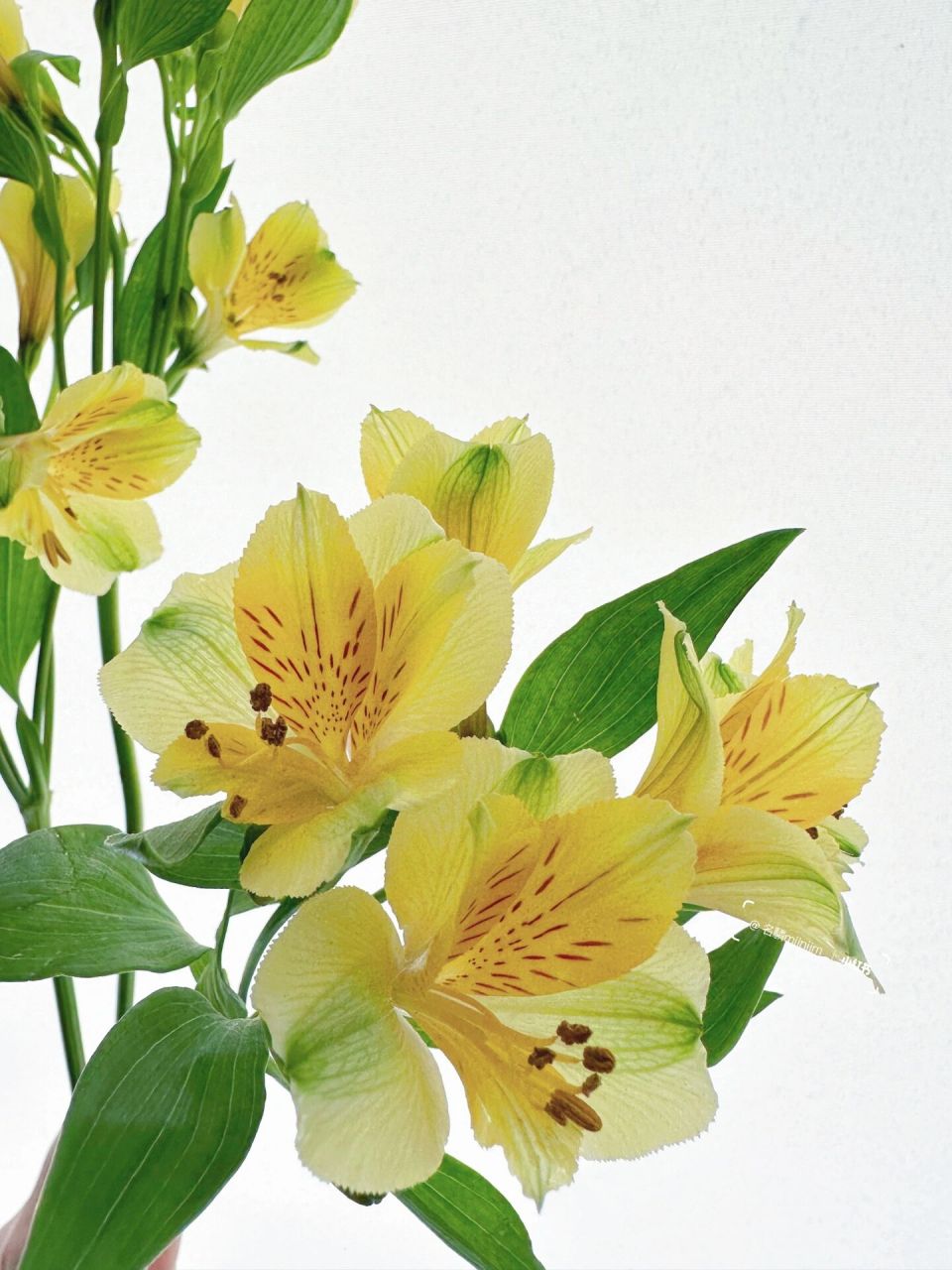 带你每天认识一种花材236|黄色六出花 💛💛花材:六出花 💛💛