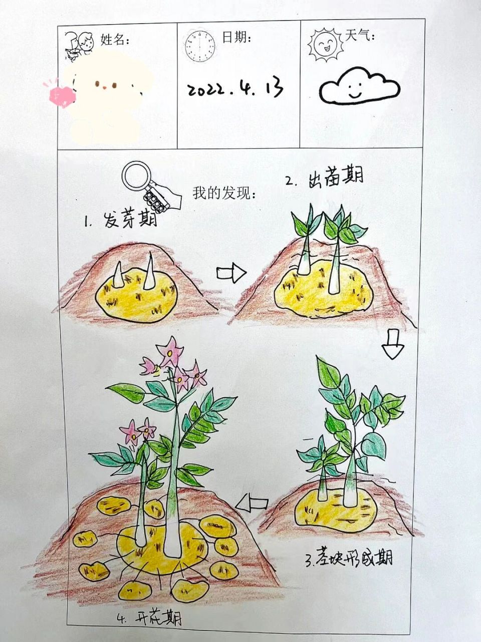 土豆种植过程卡通图片