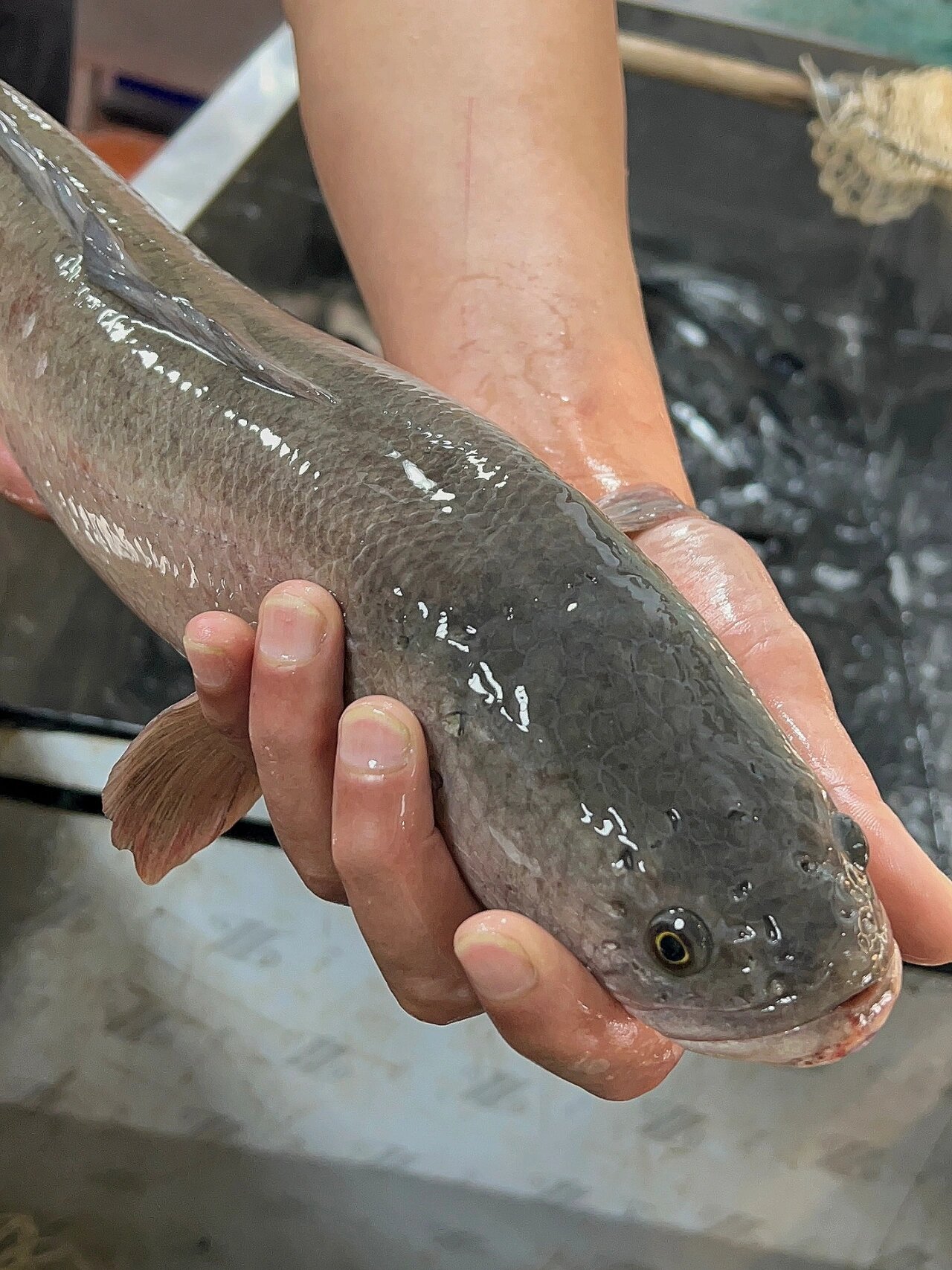 伤口愈合小能手 乌鱼汤滋补佳品 白乌鱼