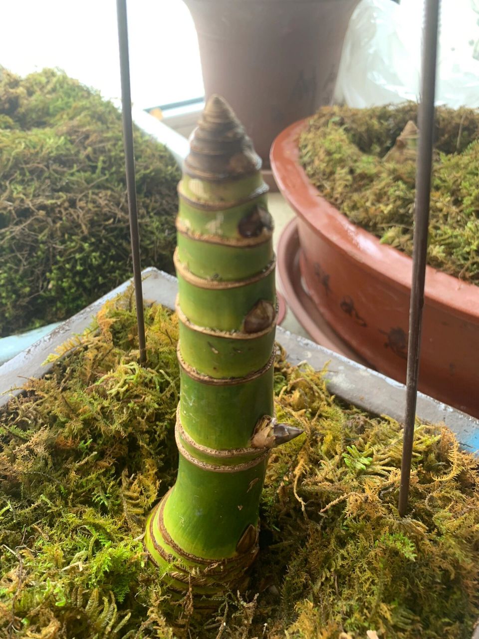 小叶簕竹成长记 图一3月16日种植,图二3月20日种植,图三,图四4月2日