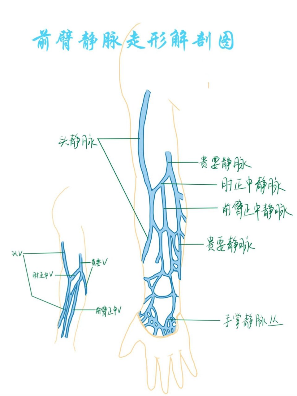 手绘前臂静脉走形解剖图 就新年快乐吧,本来想放烟花视频,想了想还是