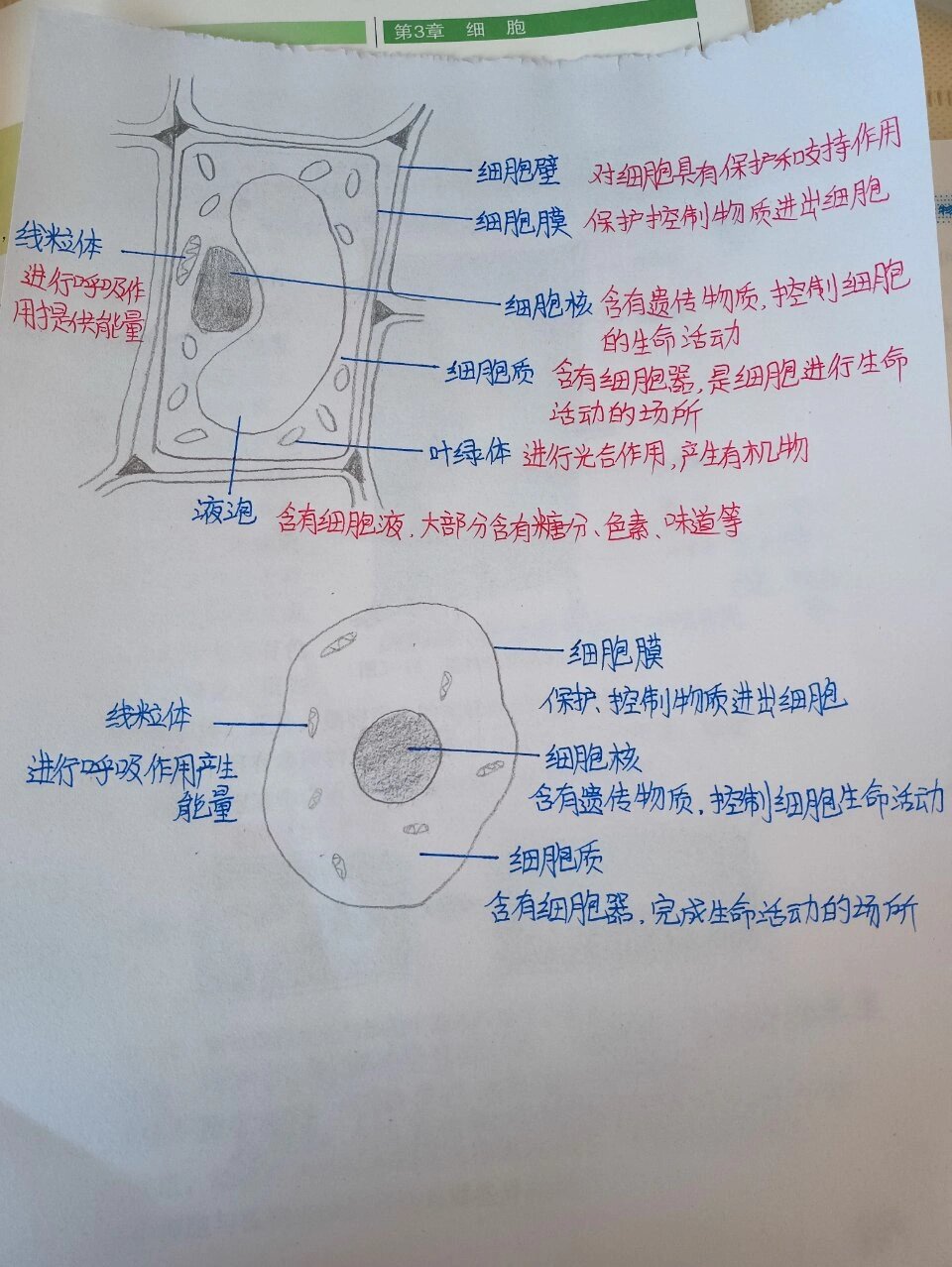 生物课网课效果  动植物细胞结构简图 学生的作业完成的真是不错 比我