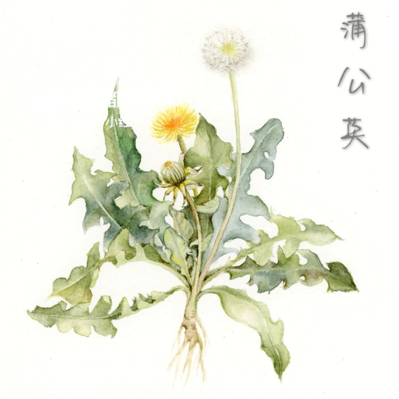 原来蒲公英全身都是宝 水彩蒲公英 根部 可以保护肝脏,擅长清肝,去火