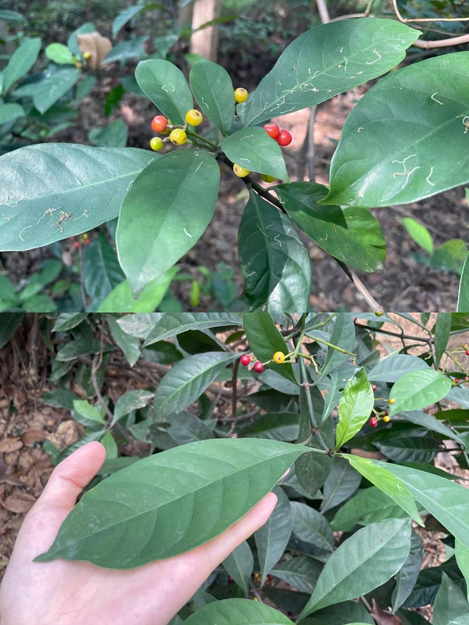 九节「茜草科 九节属」 叶对生.核果有有纵棱.