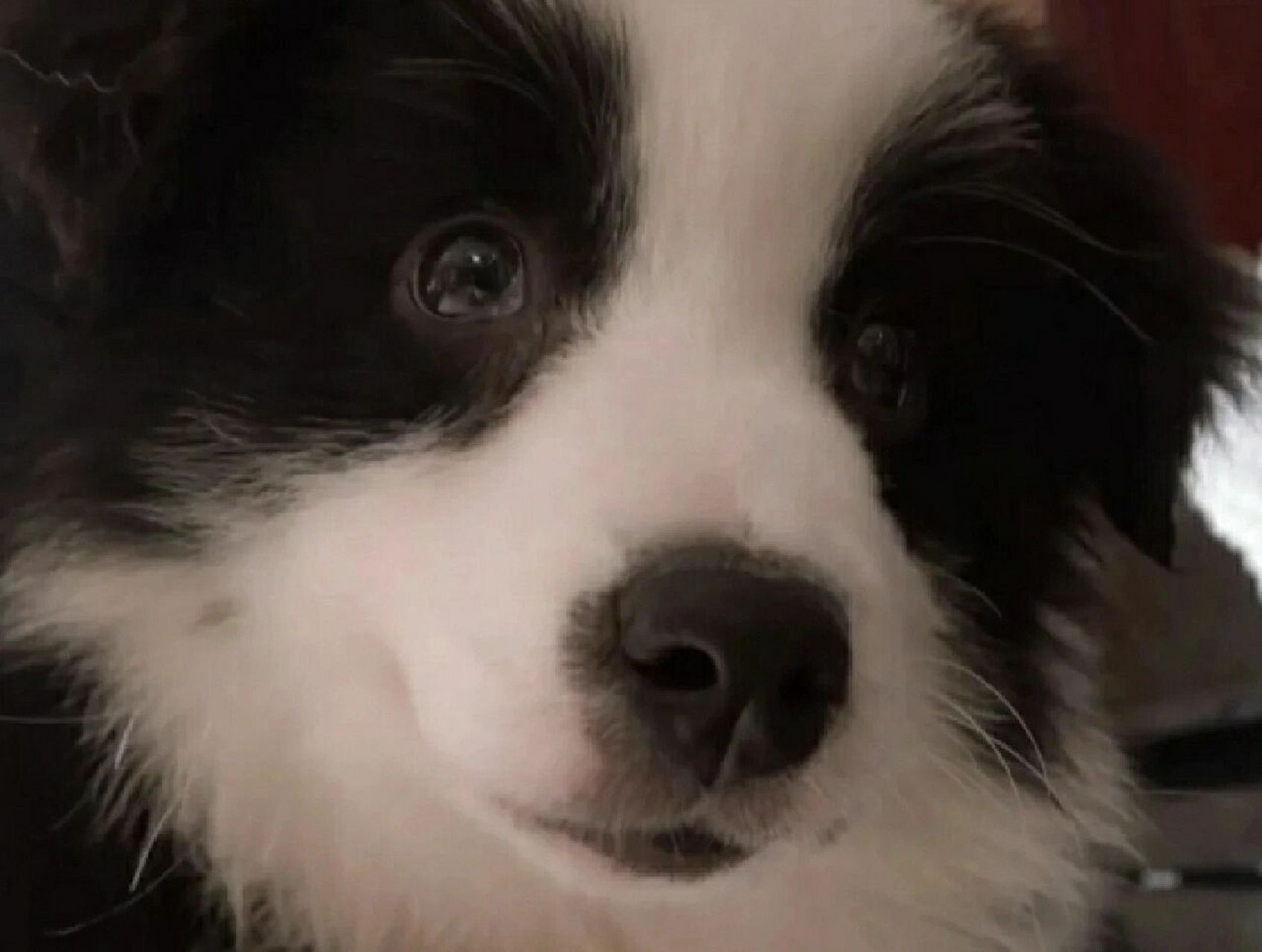 宋鼠标和宋亚轩头像