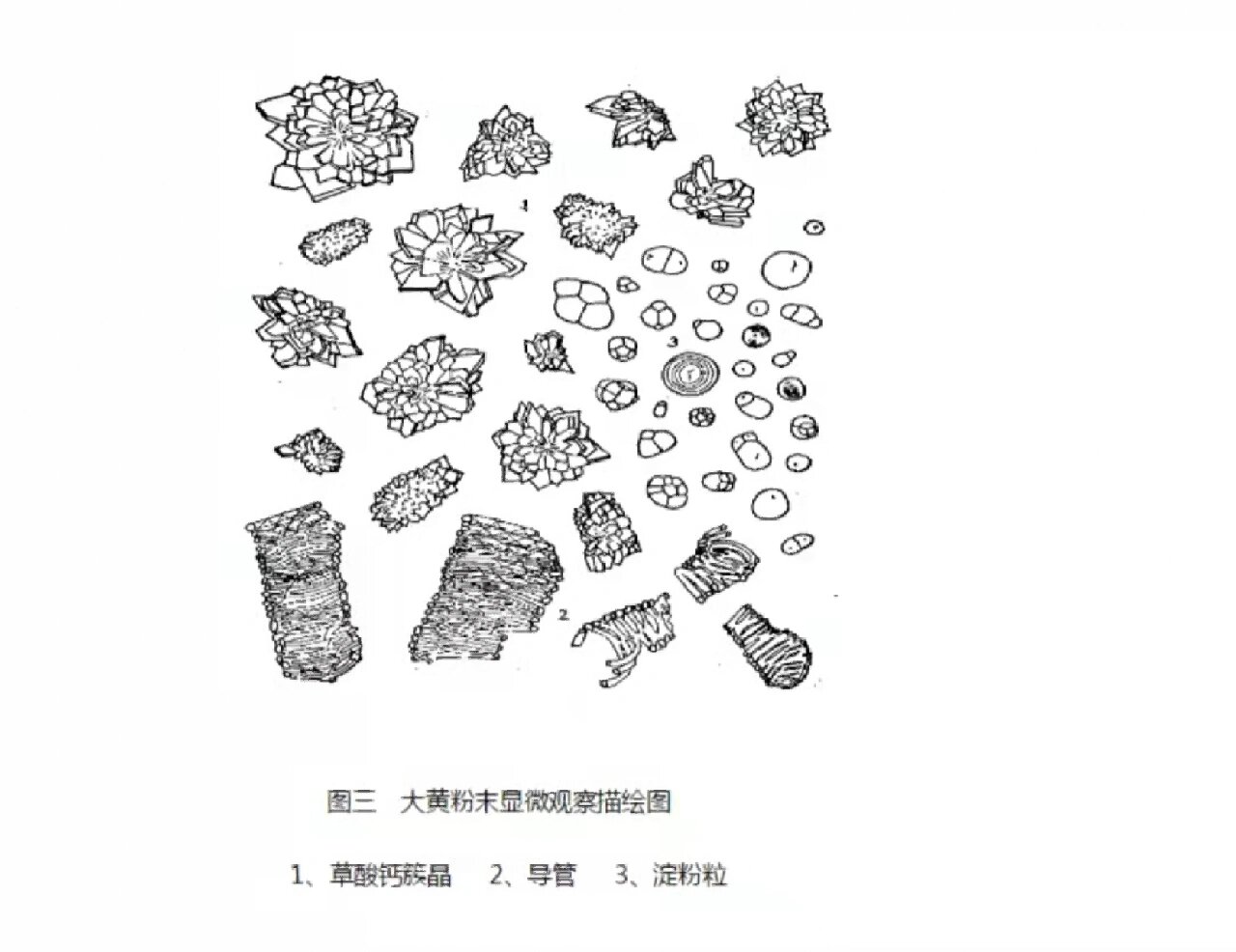 大黄显微鉴别图片