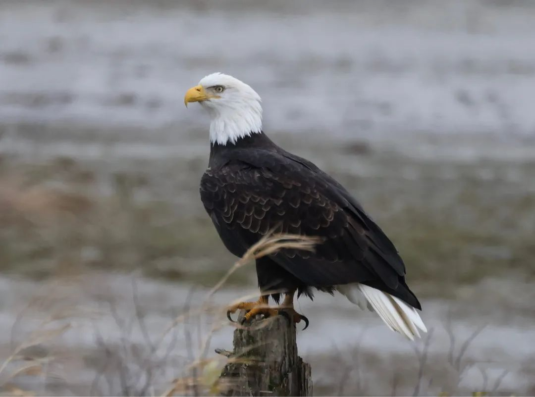 北美猛禽:盛名难副的美国国鸟白头海雕