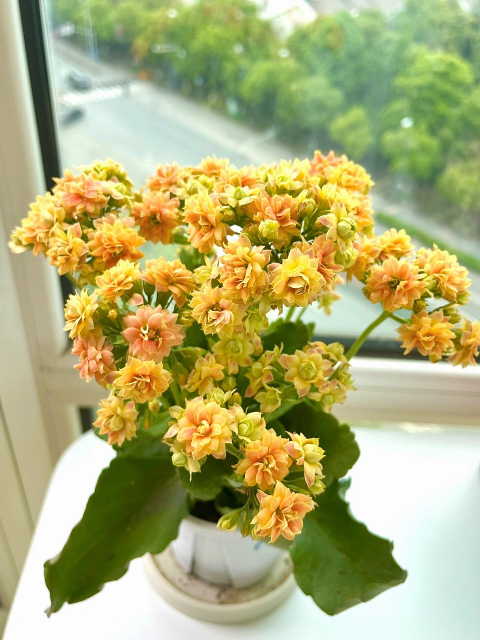 长寿花(45)秋日 太美了