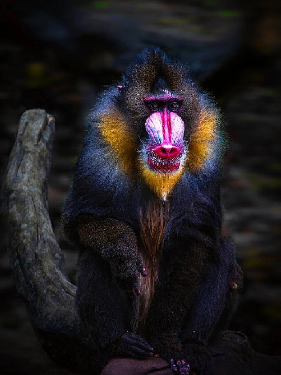 每天认识一种动物001/山魈 97山魈96(shan xiao) 7415灵长目