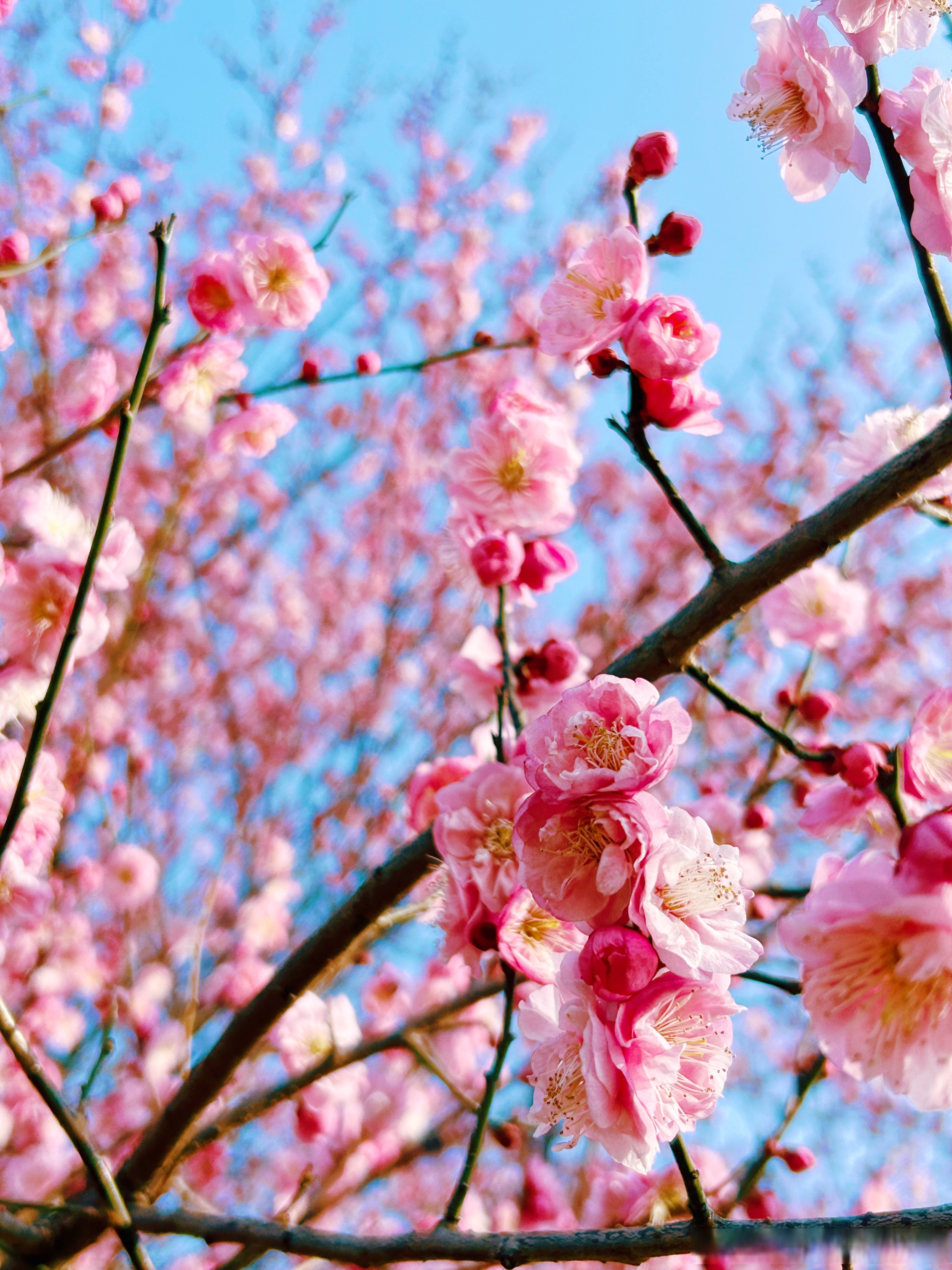 梅花逐渐进入盛花期啦!