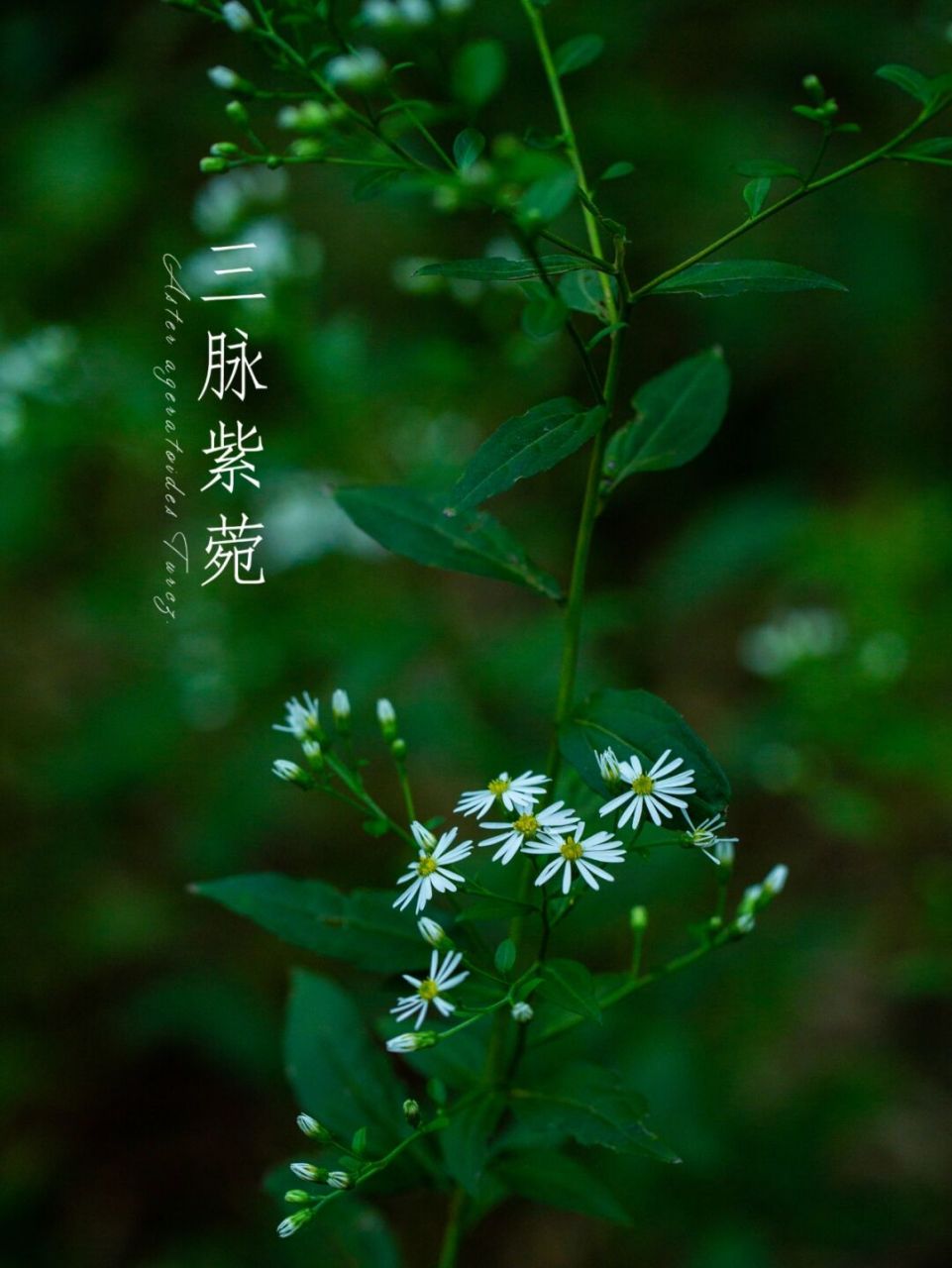 三脉紫菀的功效图片