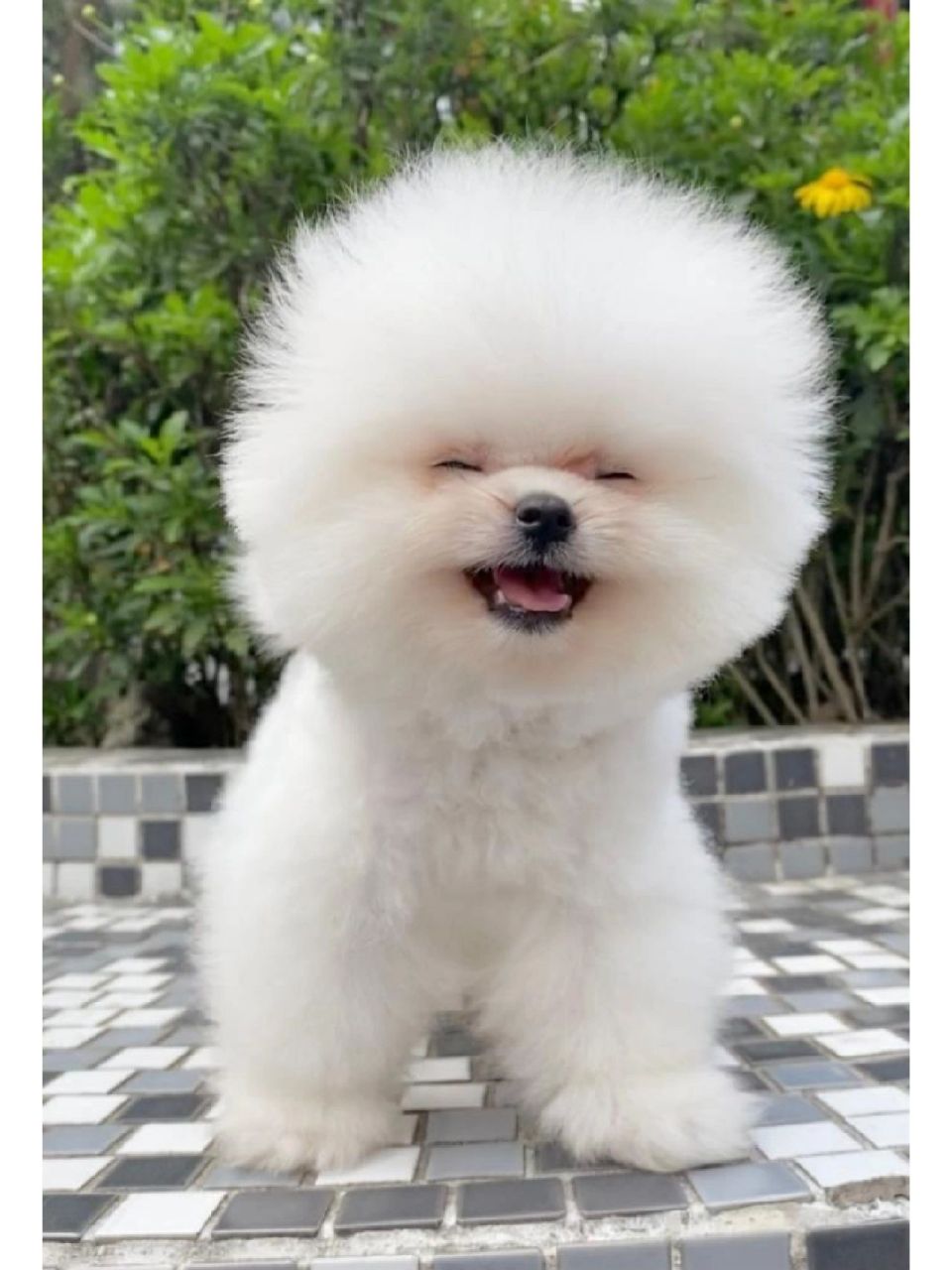 98比熊和博美哪个更好养?女生选哪个?