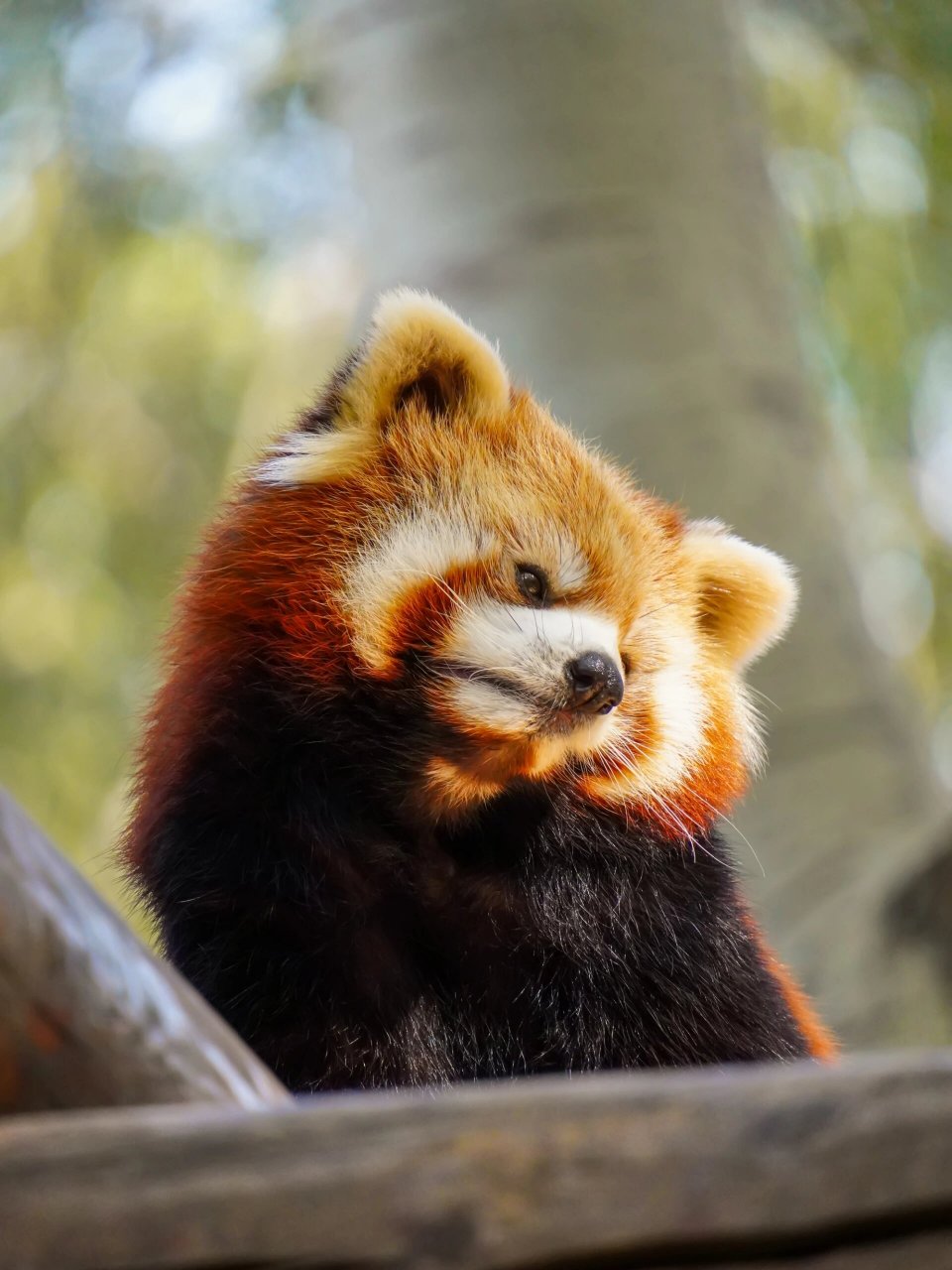 北京野生动物园里萌翻天的小熊猫 如果将全球的萌物进行一次排行,小