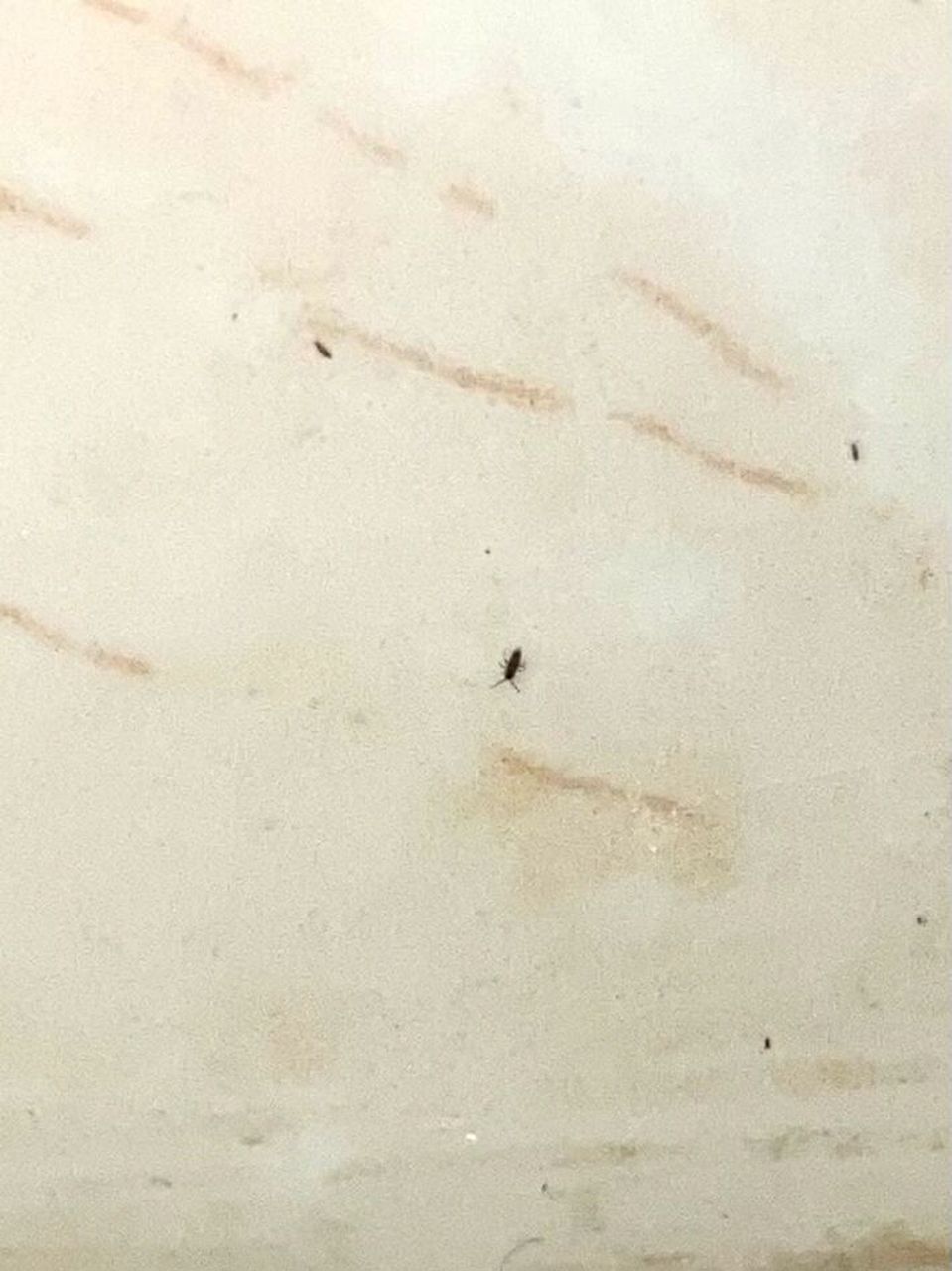 家里卫生间突然很多小黑虫咋办啊 有姐妹知道该怎么驱虫嘛最近卫生间