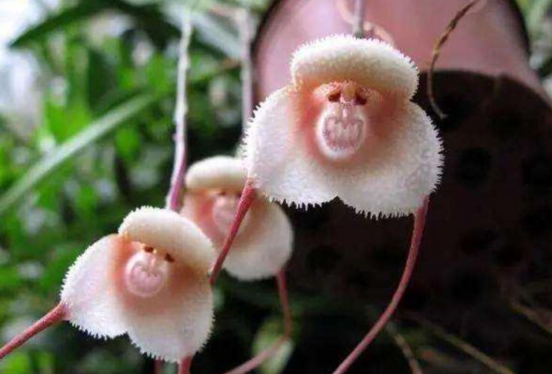 进化出猴脸的兰花,太神奇了 看到一堆猴子脸的花,头皮麻了!