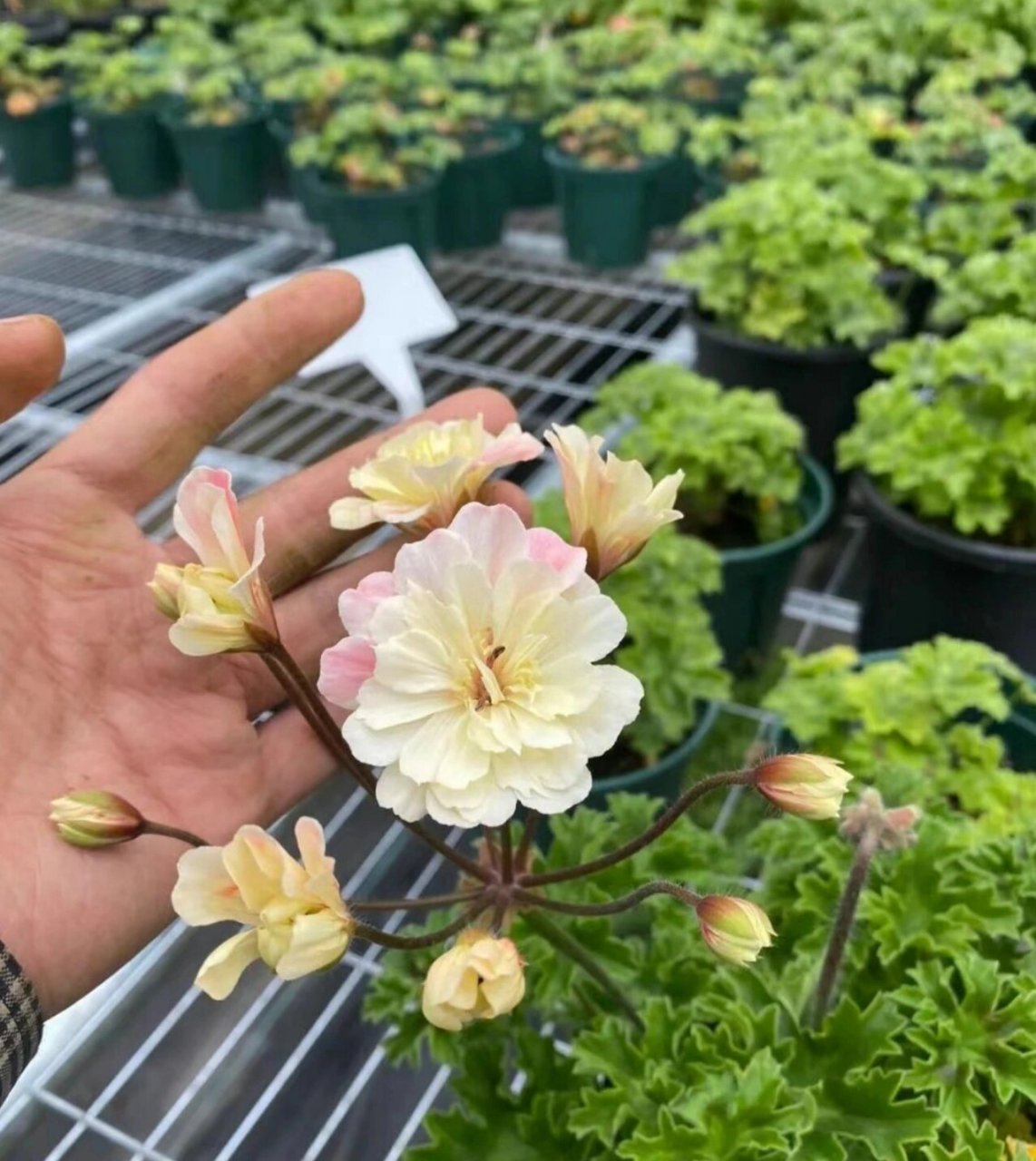 植物快乐屋—兽系天竺葵"独角兽阳光" unicorn zonartic sunbeam,兽系