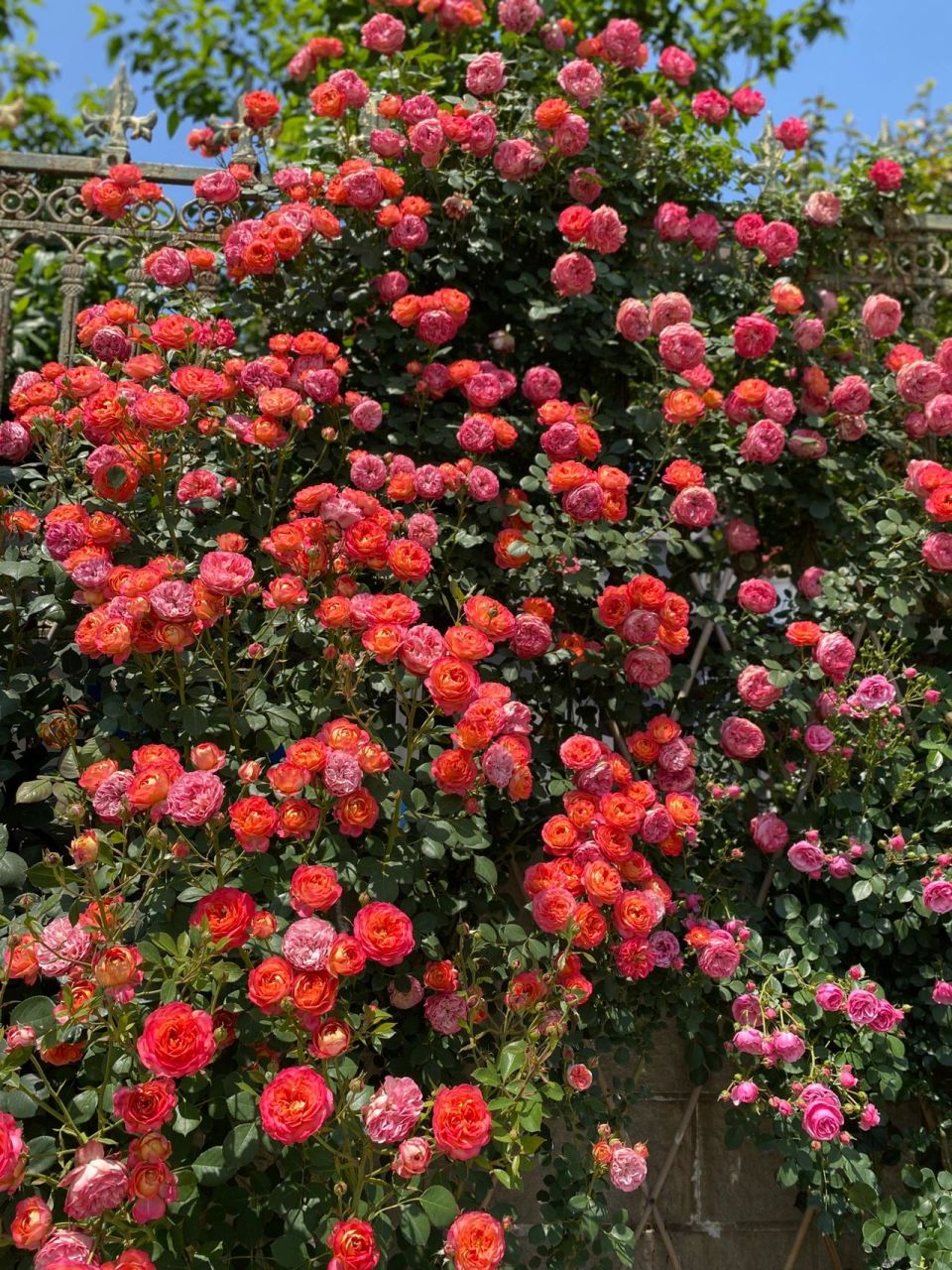 藤宝贝花量太巨大啦 不断开的藤宝贝,越开越多,而且花期很久,我觉得花