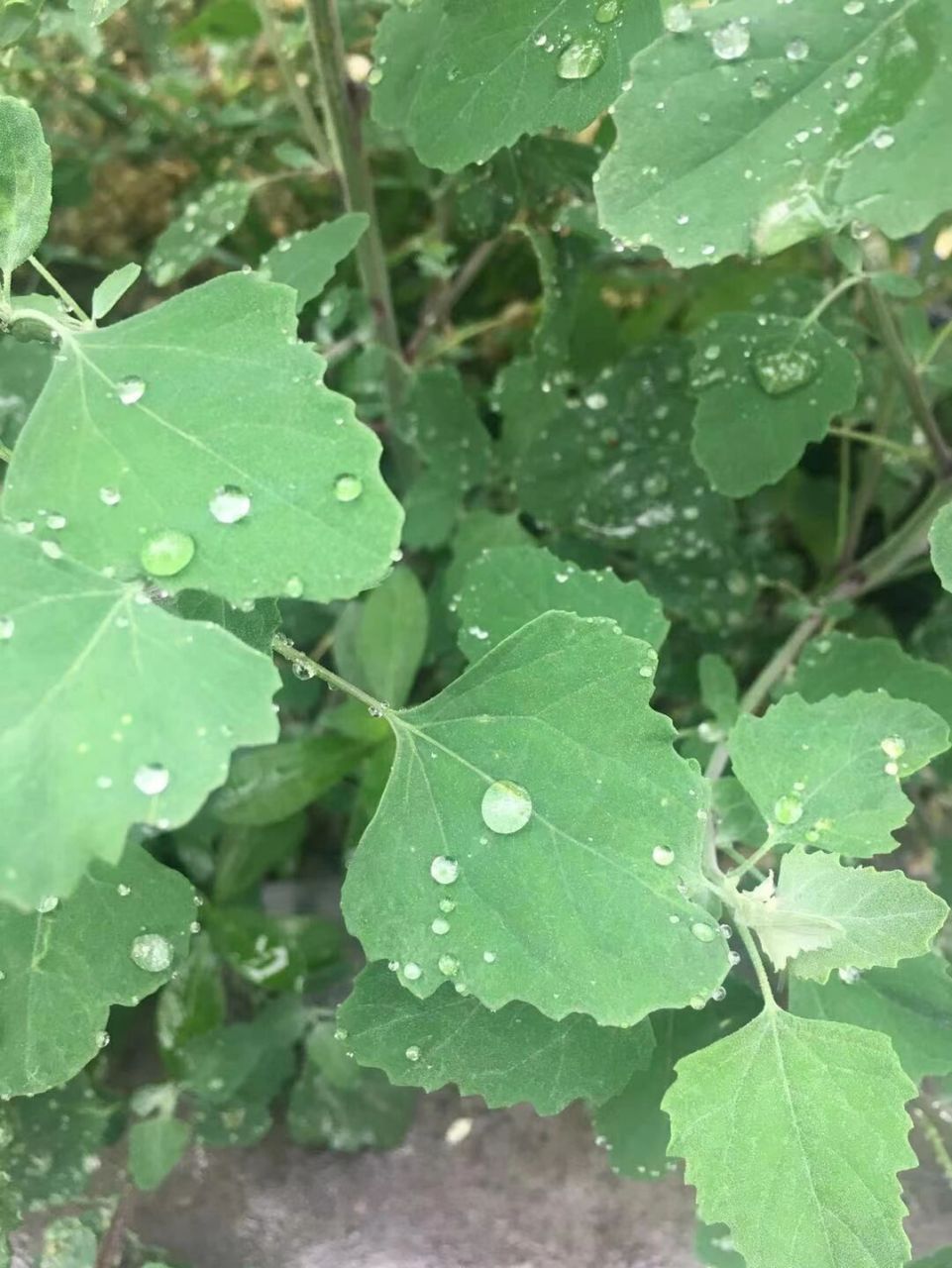 灰灰菜幼苗和嫩茎叶可食用,味道鲜美,口感柔嫩,营养丰富.