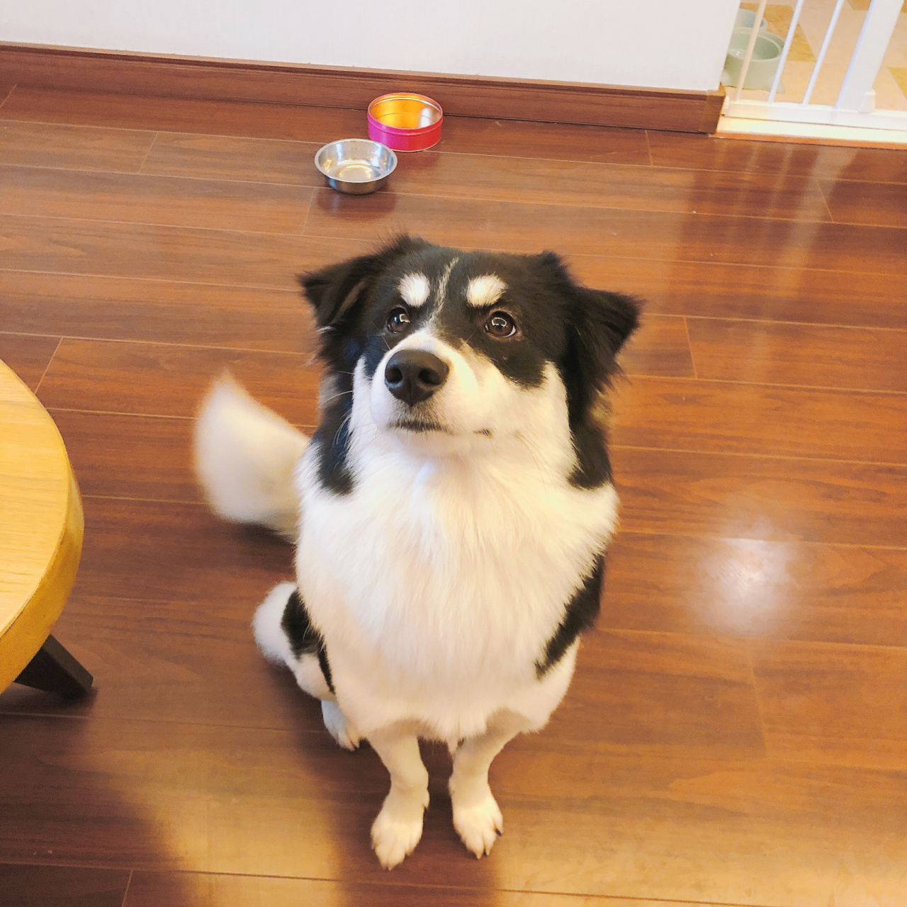 学霸和学渣生的崽子,哈士奇混边牧 牧牧长大了,现在虎头虎脑,圆润可爱