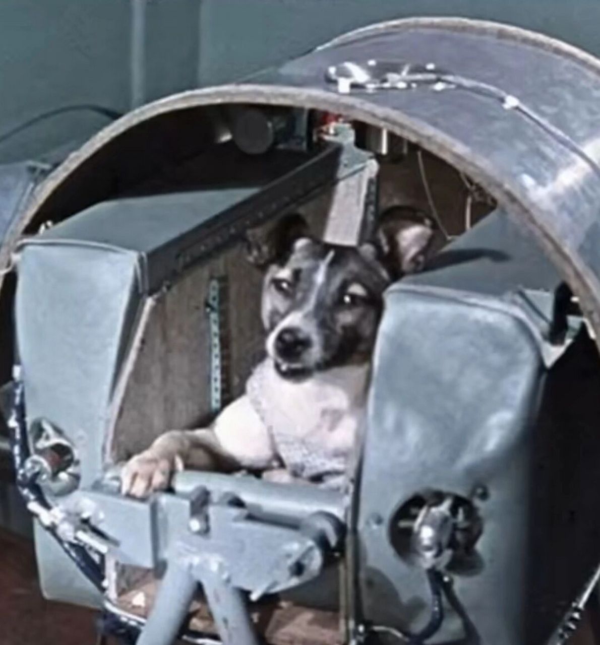 还记得太空犬莱卡吗?