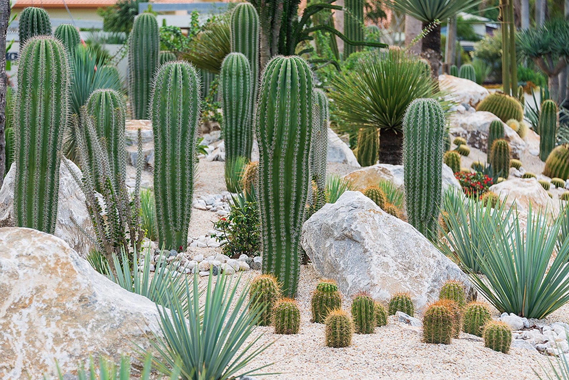 别错过,帮你省钱的沙漠植物造景 低维护低成本的沙生植物造景