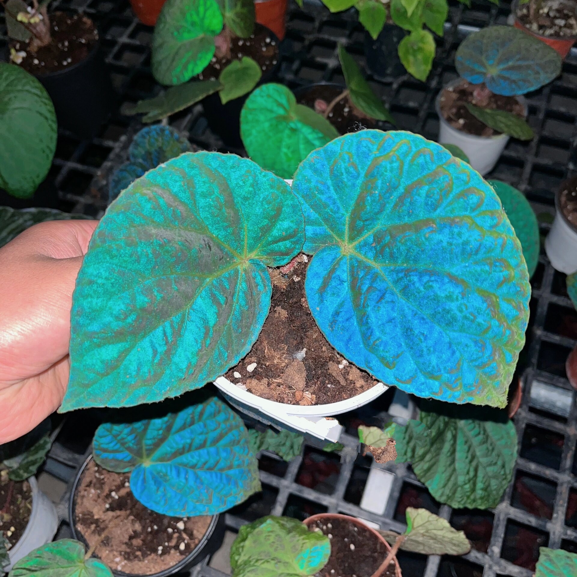 滇缅秋海棠 滇缅秋海棠的显色不逊色于任何一种显色海棠.