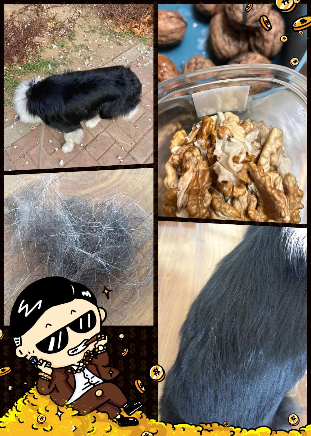 狗狗吃核桃分享来啦! 4个月喂养体验大公开!