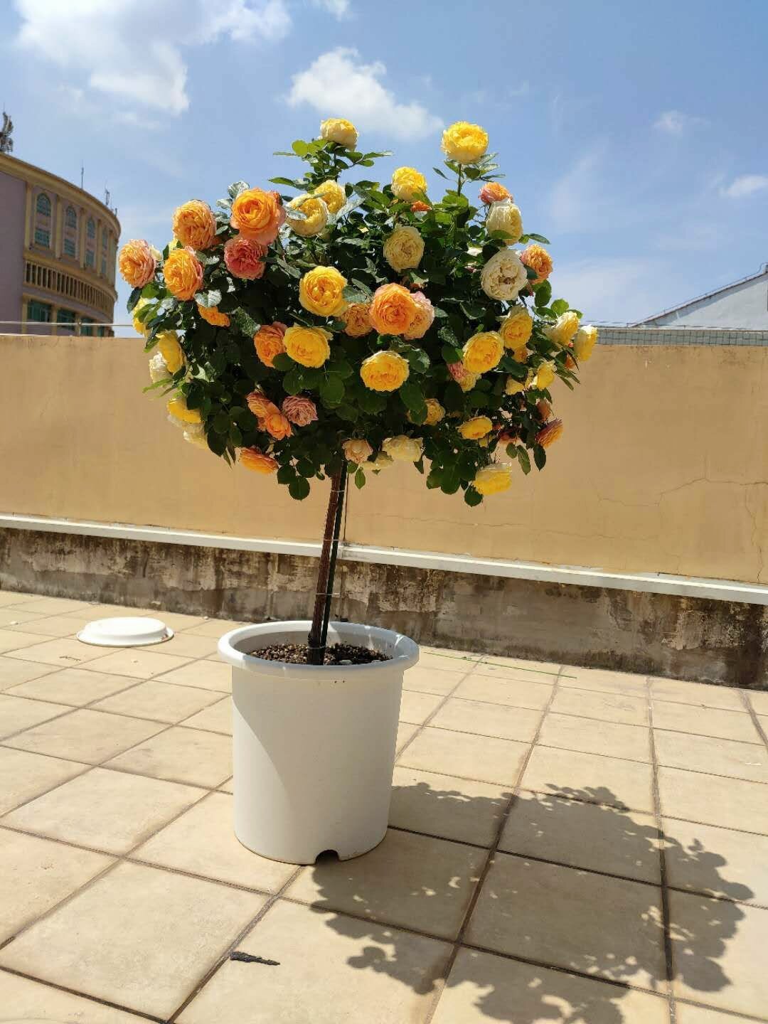 双色月季#嫁接 有花友喜欢我的这棵双色月季棒棒糖,并且很好奇它是