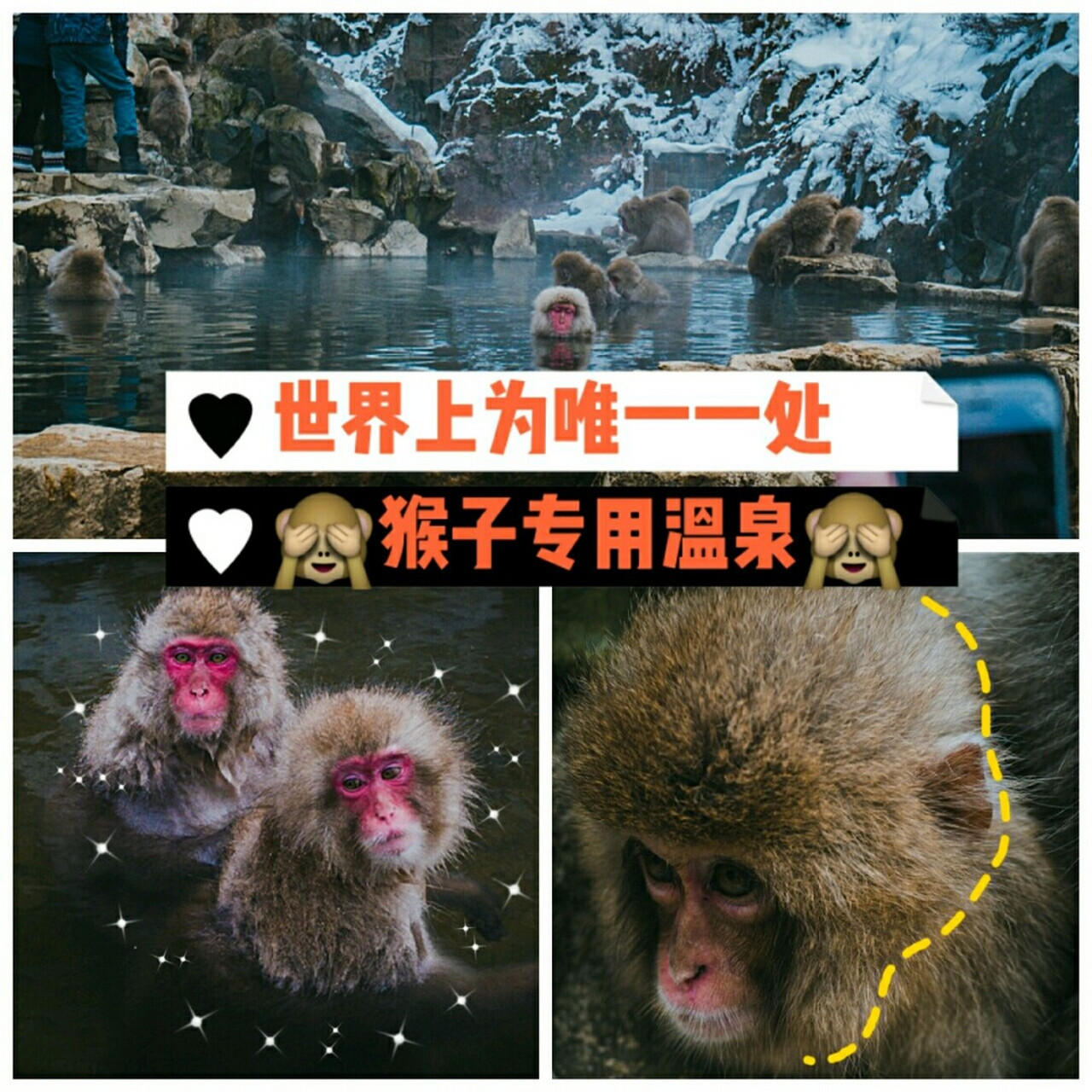 世界上唯一75一处猴子专用温泉75地狱谷温泉 #地狱谷野猿公苑