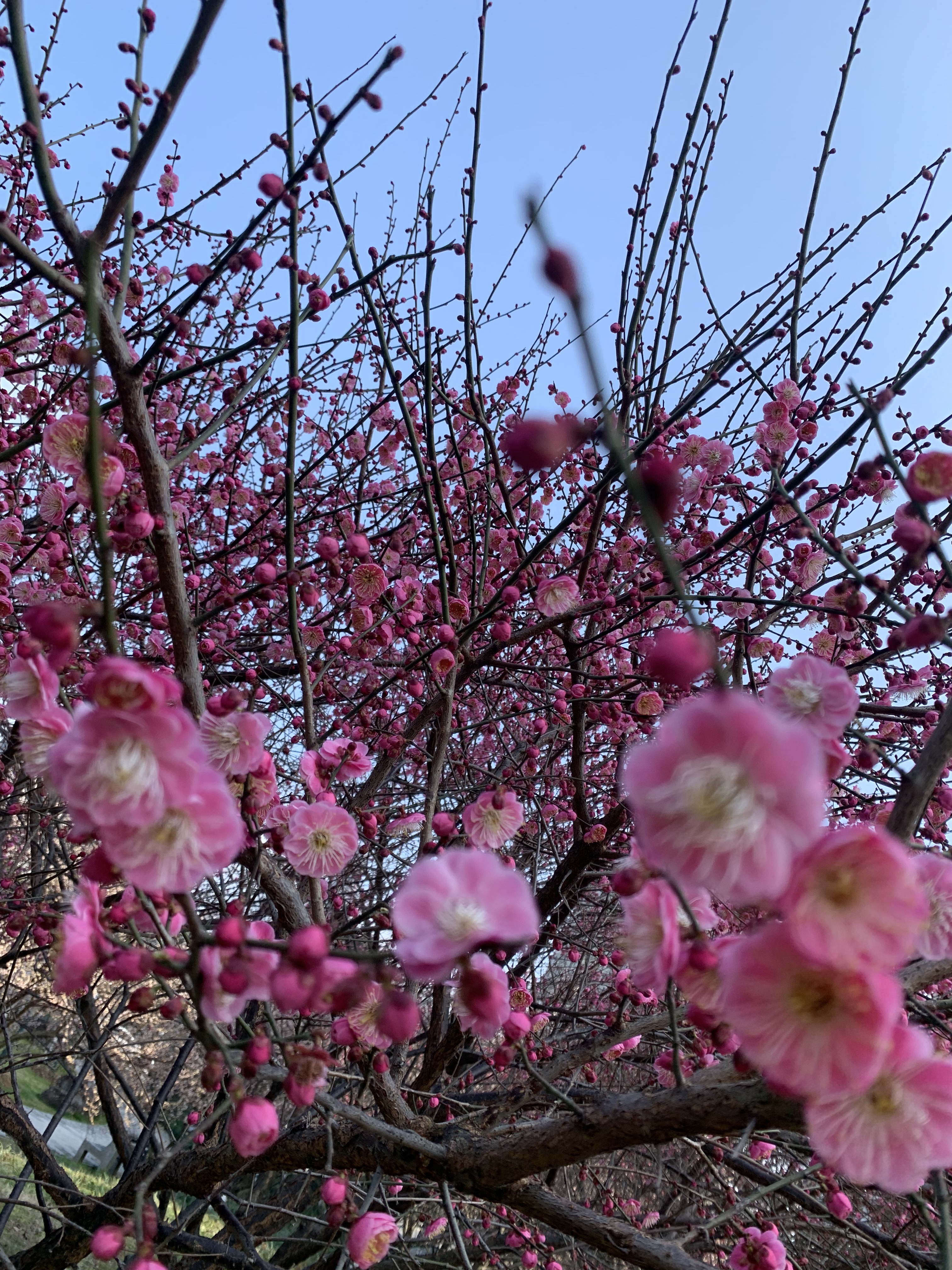 朵朵梅花咧嘴笑图片