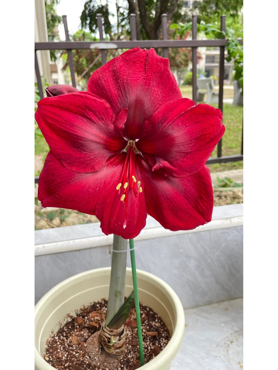 朱顶红-大天后 花朵红得发黑,有丝绒质感,可惜手机拍不出来花也超级大