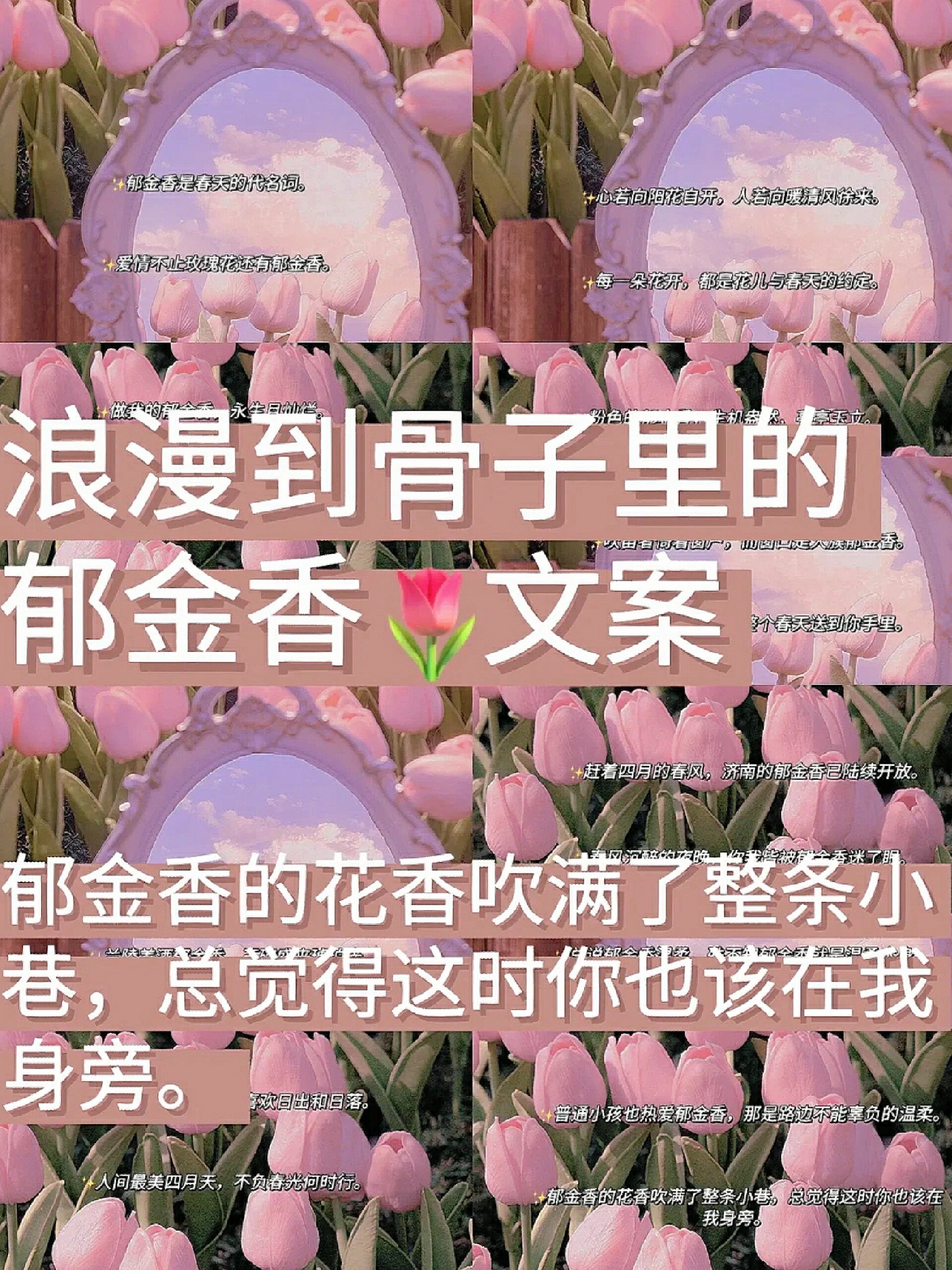 郁金香经典文案图片