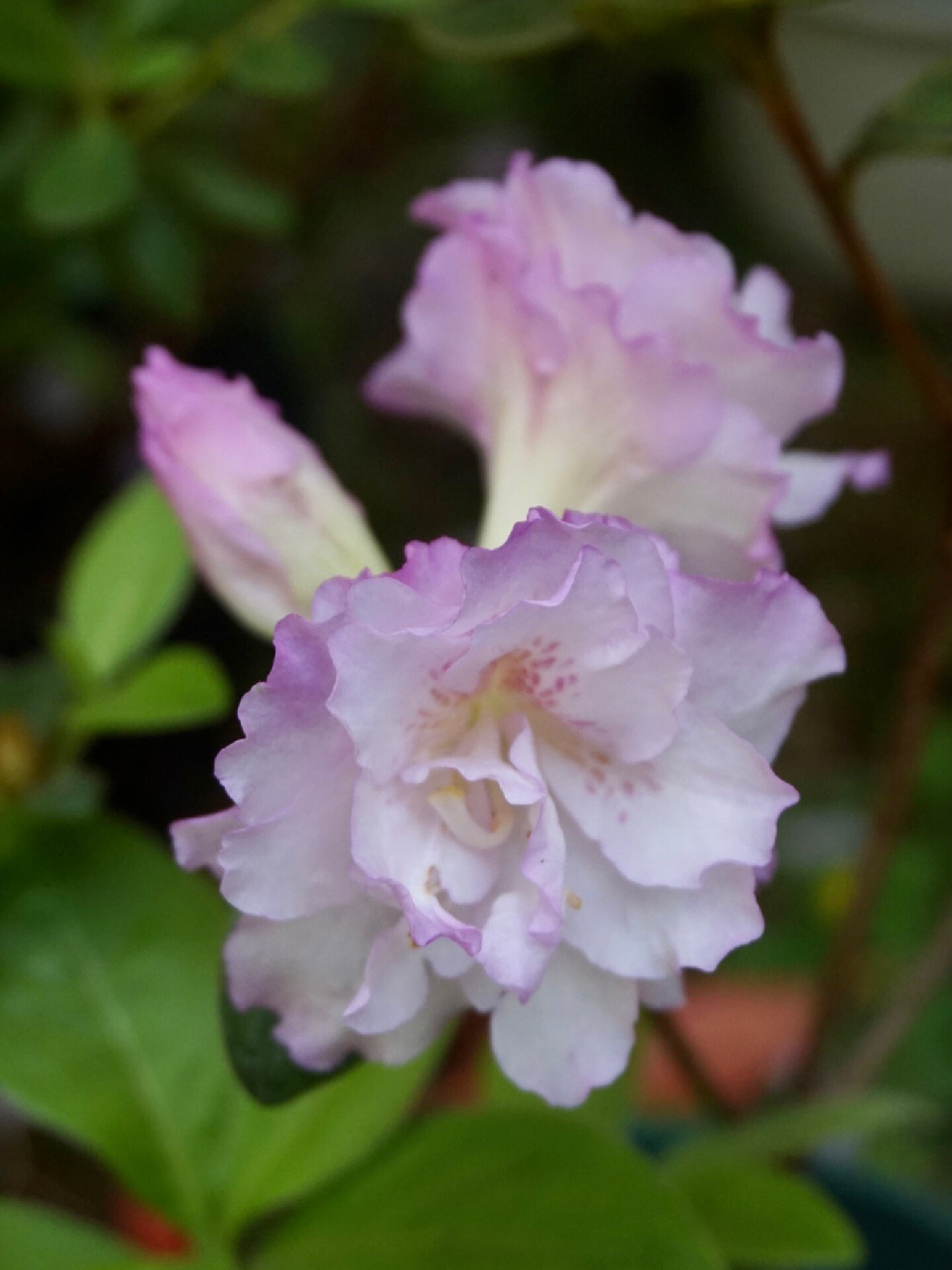 杜鹃 春诗 国产杜鹃品种 很仙