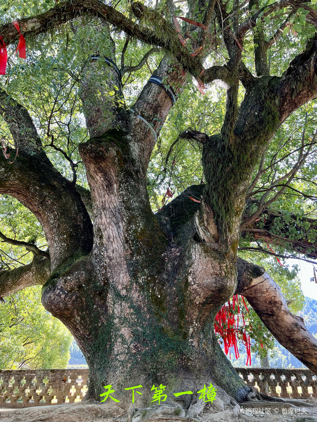 婺源严田古樟风景区图片