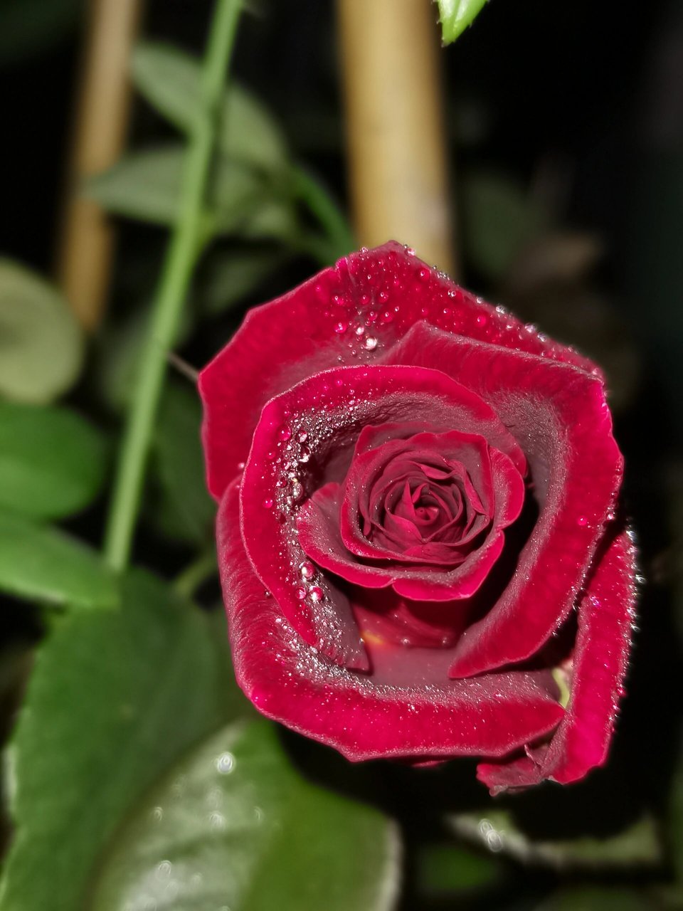 月季骇客 高贵的样子