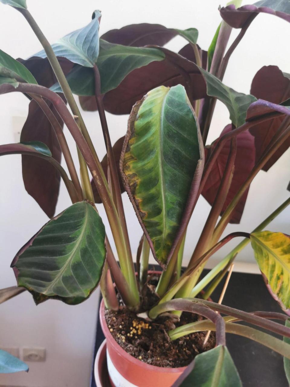 紫背天鹅绒竹芋,这是闷根了吗?